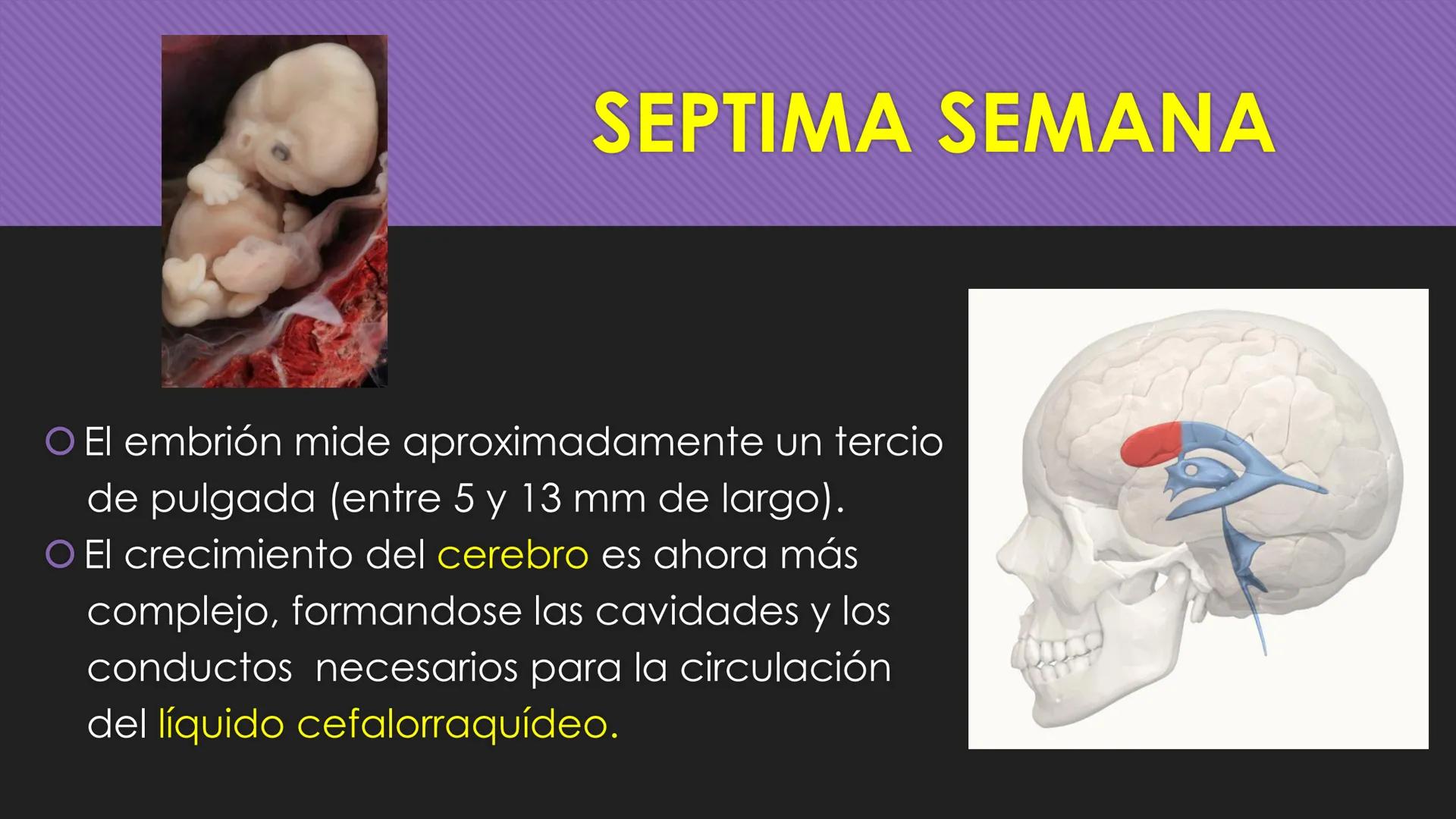 # Periodo Embrionario
Embriología
Dra. Helida Avendaño Maz
UNICOC DEFINICIÓN
O Se extiende desde la cuarta semana hasta la
octava semana de
