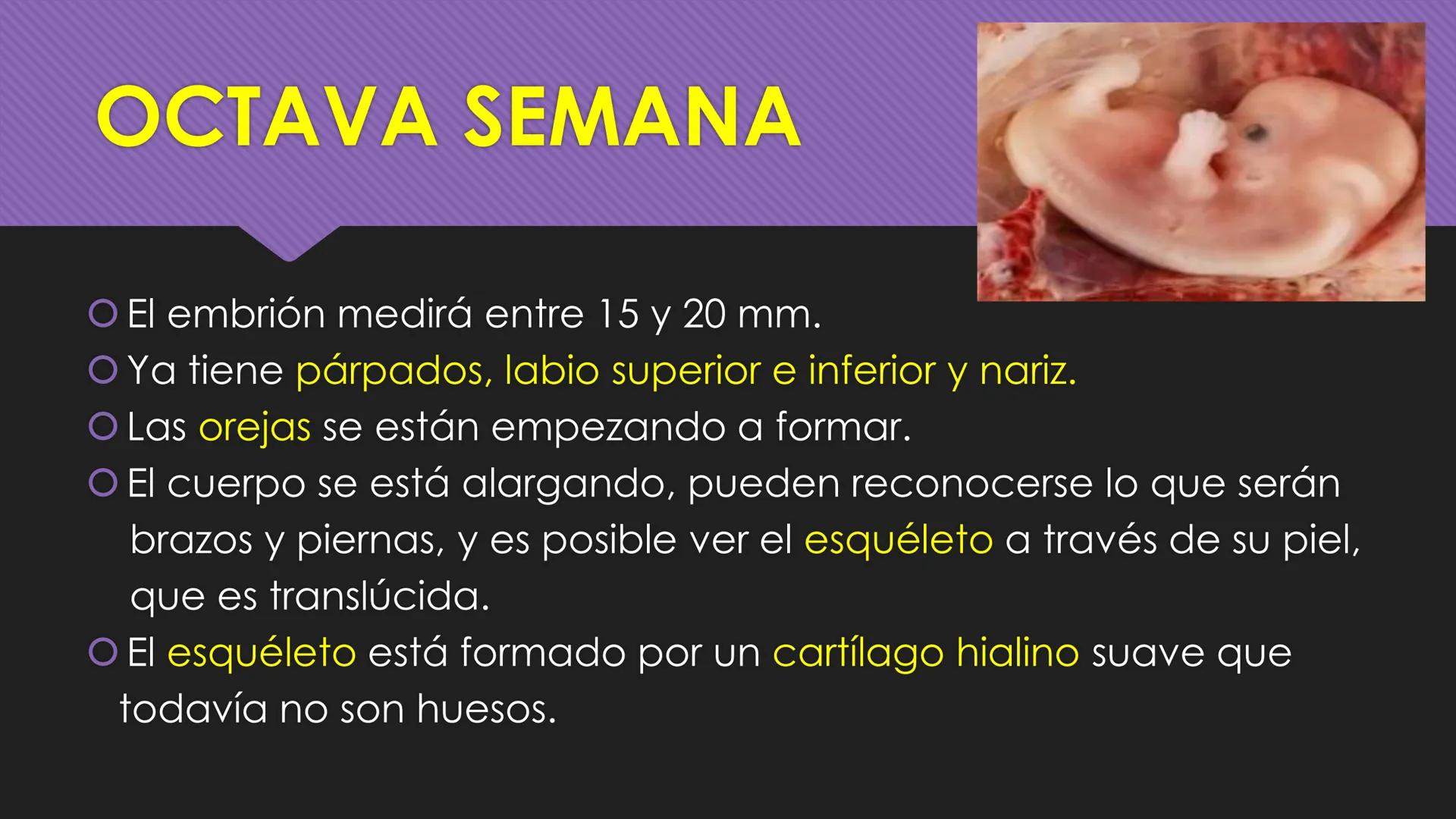 # Periodo Embrionario
Embriología
Dra. Helida Avendaño Maz
UNICOC DEFINICIÓN
O Se extiende desde la cuarta semana hasta la
octava semana de