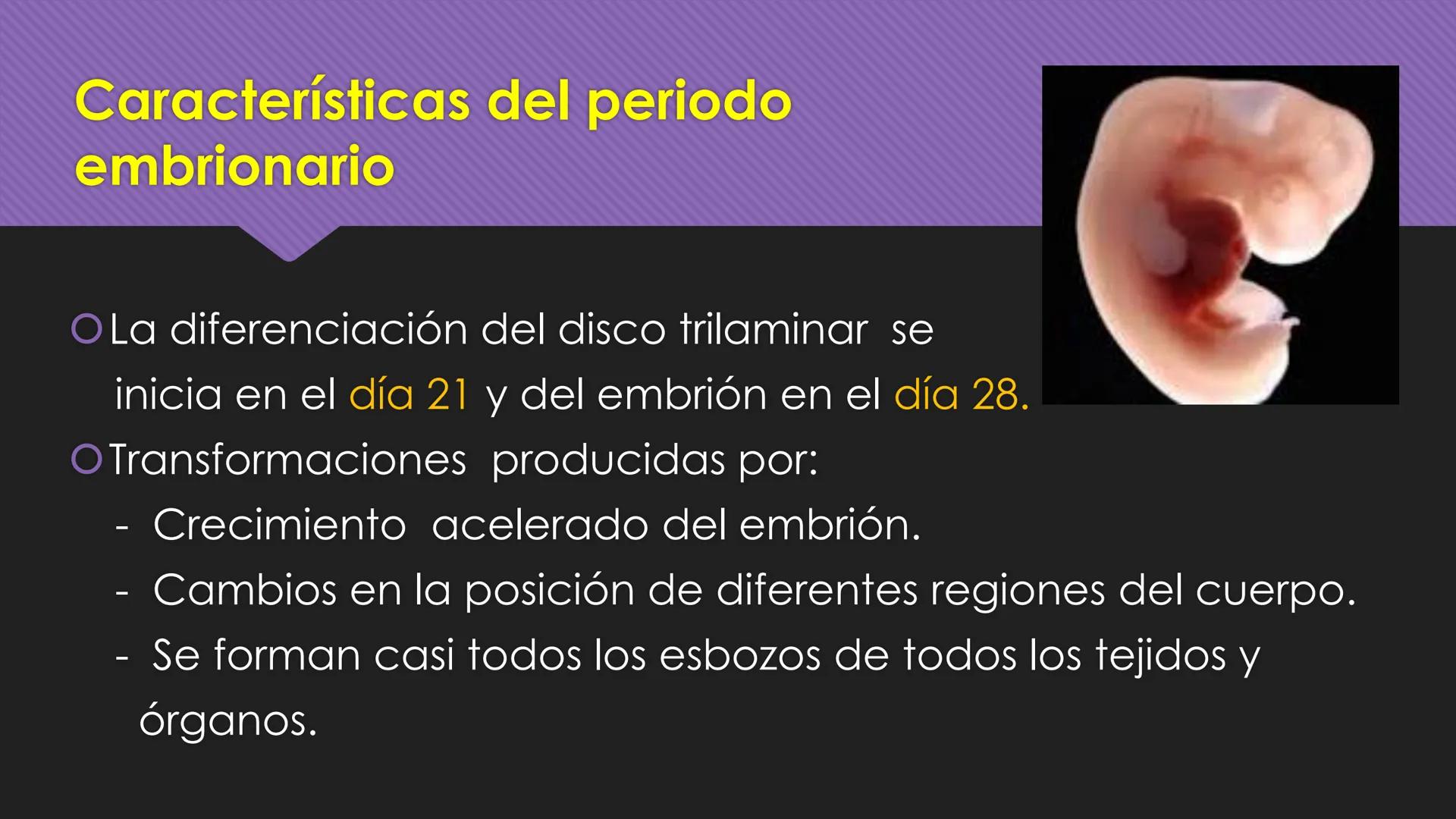 # Periodo Embrionario
Embriología
Dra. Helida Avendaño Maz
UNICOC DEFINICIÓN
O Se extiende desde la cuarta semana hasta la
octava semana de