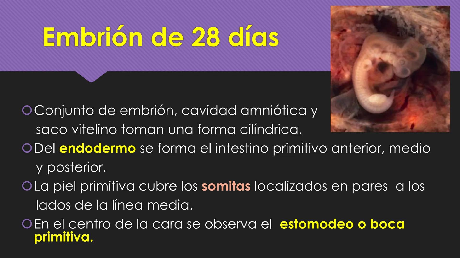 # Periodo Embrionario
Embriología
Dra. Helida Avendaño Maz
UNICOC DEFINICIÓN
O Se extiende desde la cuarta semana hasta la
octava semana de