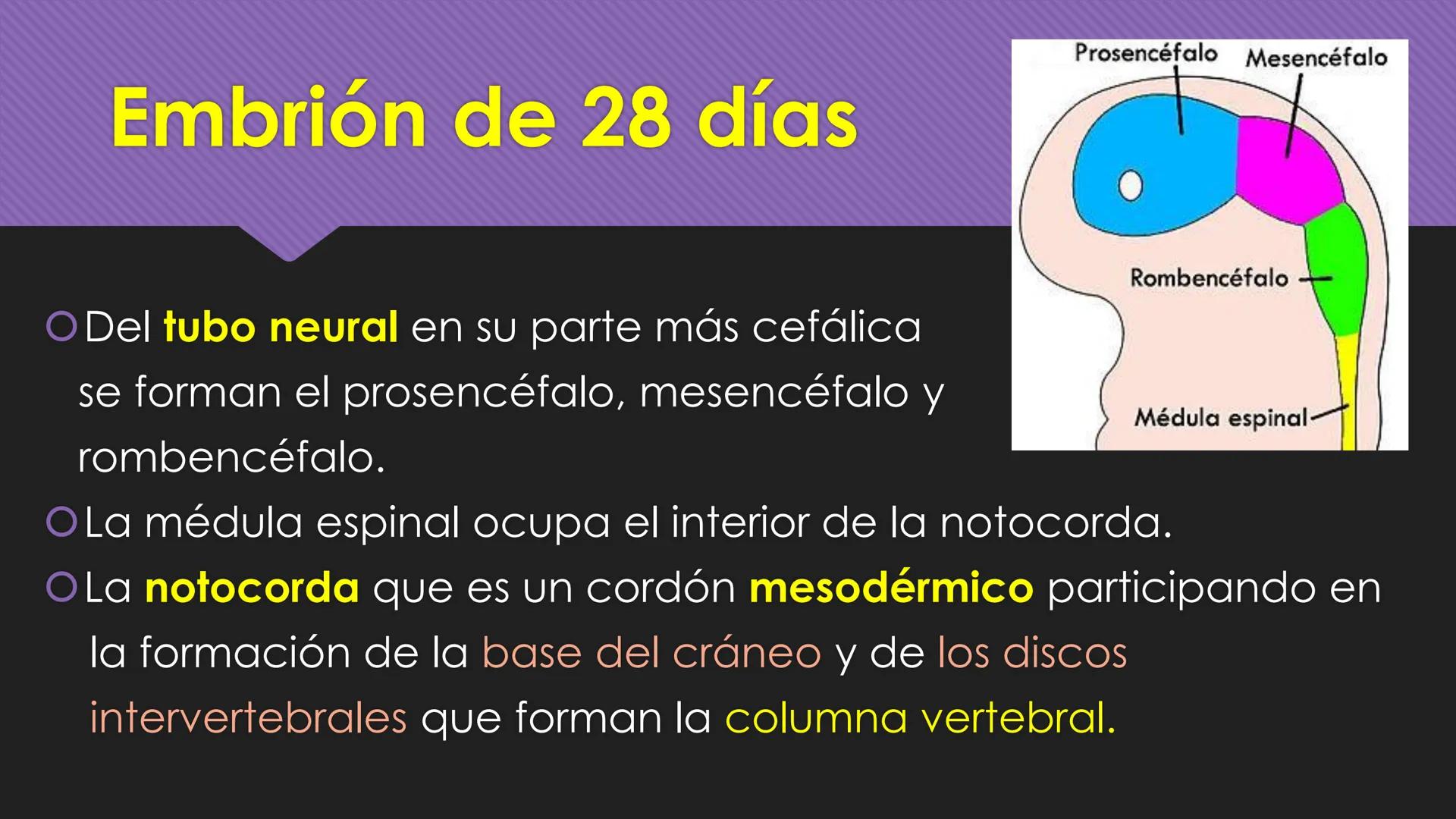 # Periodo Embrionario
Embriología
Dra. Helida Avendaño Maz
UNICOC DEFINICIÓN
O Se extiende desde la cuarta semana hasta la
octava semana de