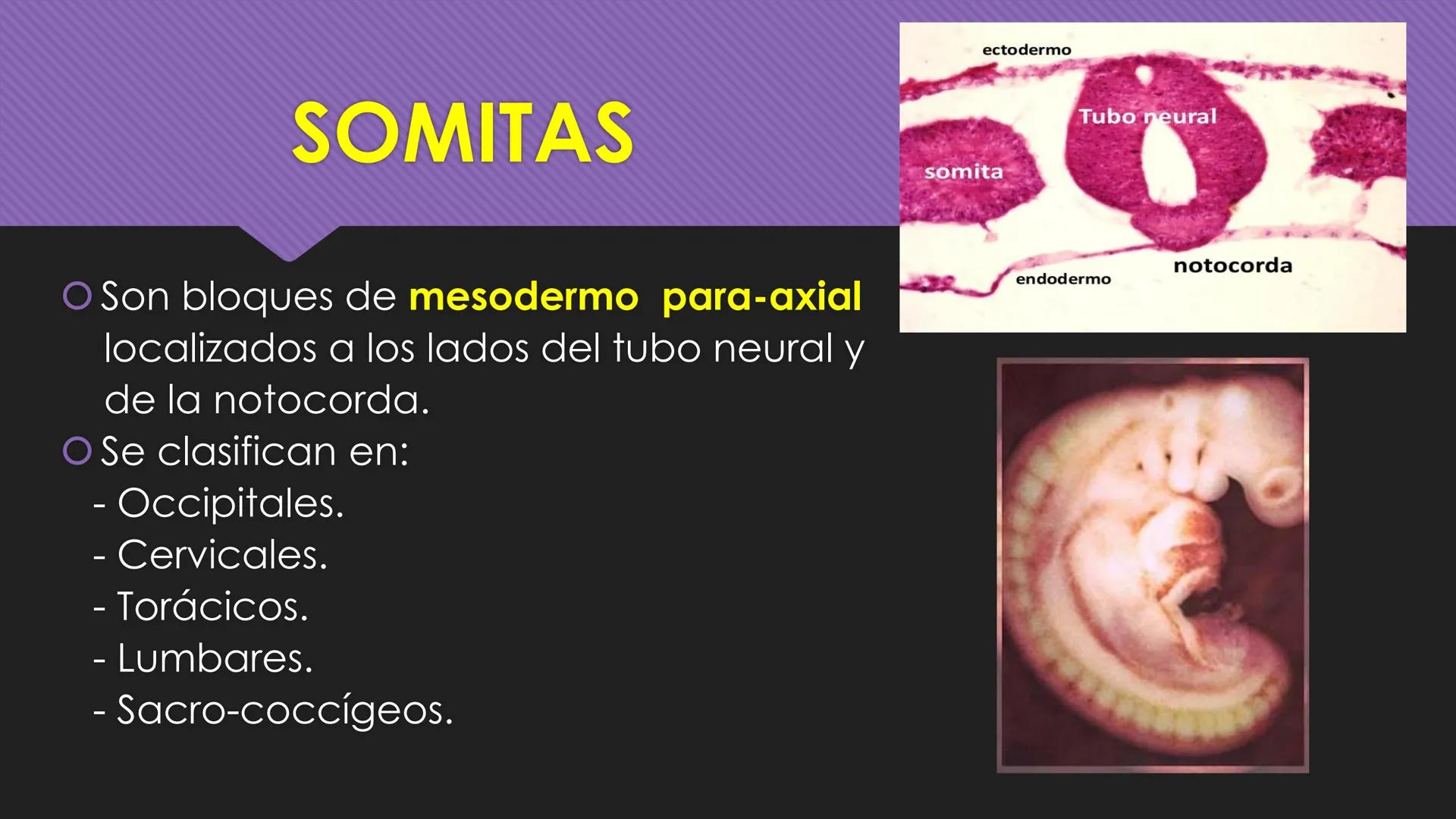 # Periodo Embrionario
Embriología
Dra. Helida Avendaño Maz
UNICOC DEFINICIÓN
O Se extiende desde la cuarta semana hasta la
octava semana de