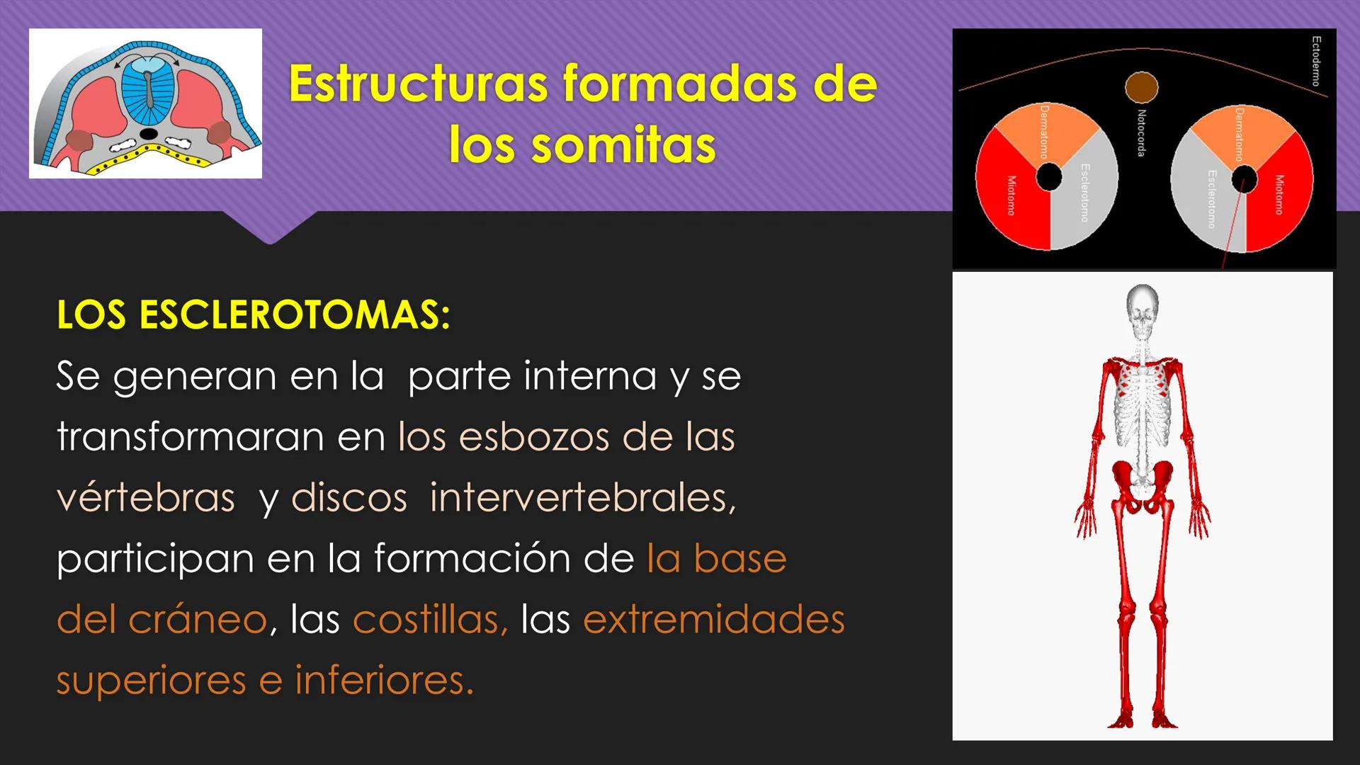 # Periodo Embrionario
Embriología
Dra. Helida Avendaño Maz
UNICOC DEFINICIÓN
O Se extiende desde la cuarta semana hasta la
octava semana de
