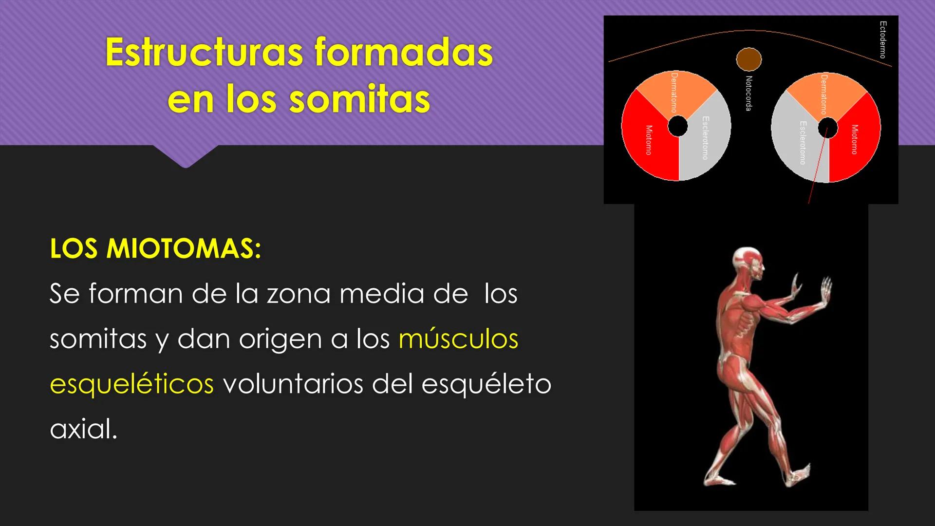 # Periodo Embrionario
Embriología
Dra. Helida Avendaño Maz
UNICOC DEFINICIÓN
O Se extiende desde la cuarta semana hasta la
octava semana de