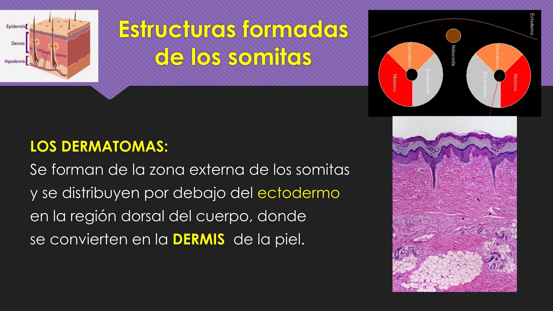 # Periodo Embrionario
Embriología
Dra. Helida Avendaño Maz
UNICOC DEFINICIÓN
O Se extiende desde la cuarta semana hasta la
octava semana de