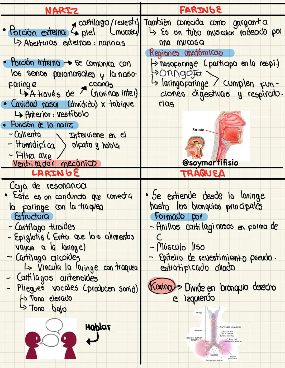 Superior
Inferior
pleuia
Sistema
→Contribuye a la homeostasis
Respiratorio del cuerpo con el intercambio
gaseoso (O2 + CO2)
→ S. respiratori