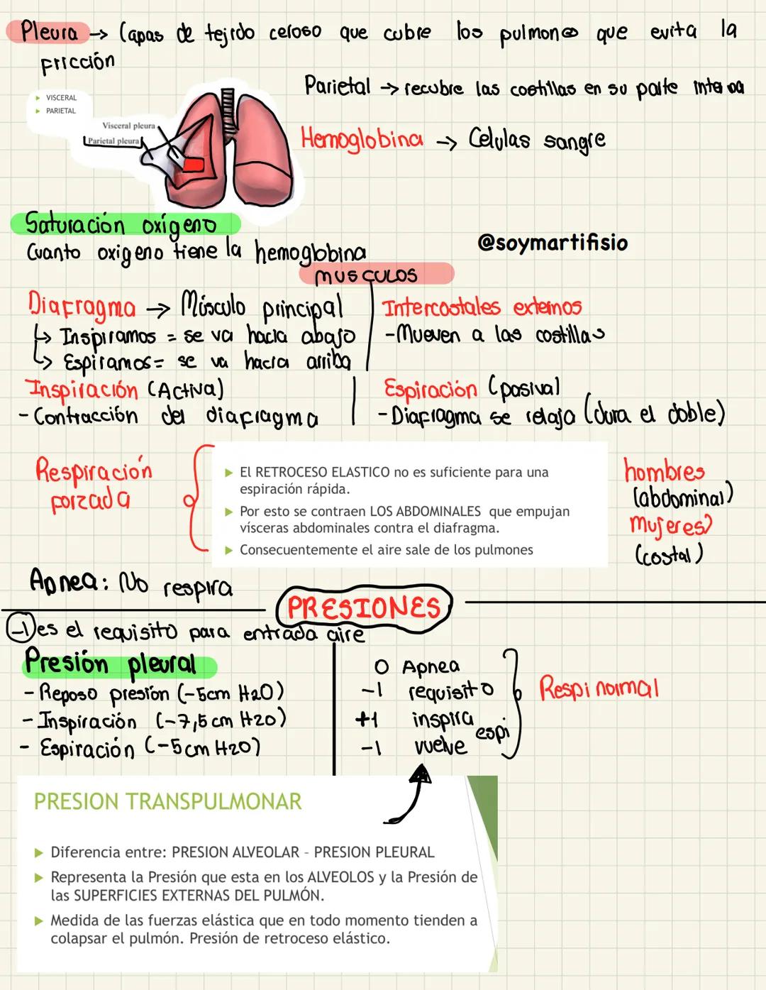 Superior
Inferior
pleuia
Sistema
→Contribuye a la homeostasis
Respiratorio del cuerpo con el intercambio
gaseoso (O2 + CO2)
→ S. respiratori