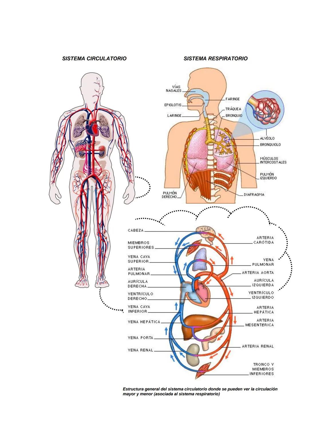 EL SISTEMA CARDIO - RESPIRATORIO
Como todas las capacidades del cuerpo, nuestro organismo depende de
la interacción de muchas de sus partes