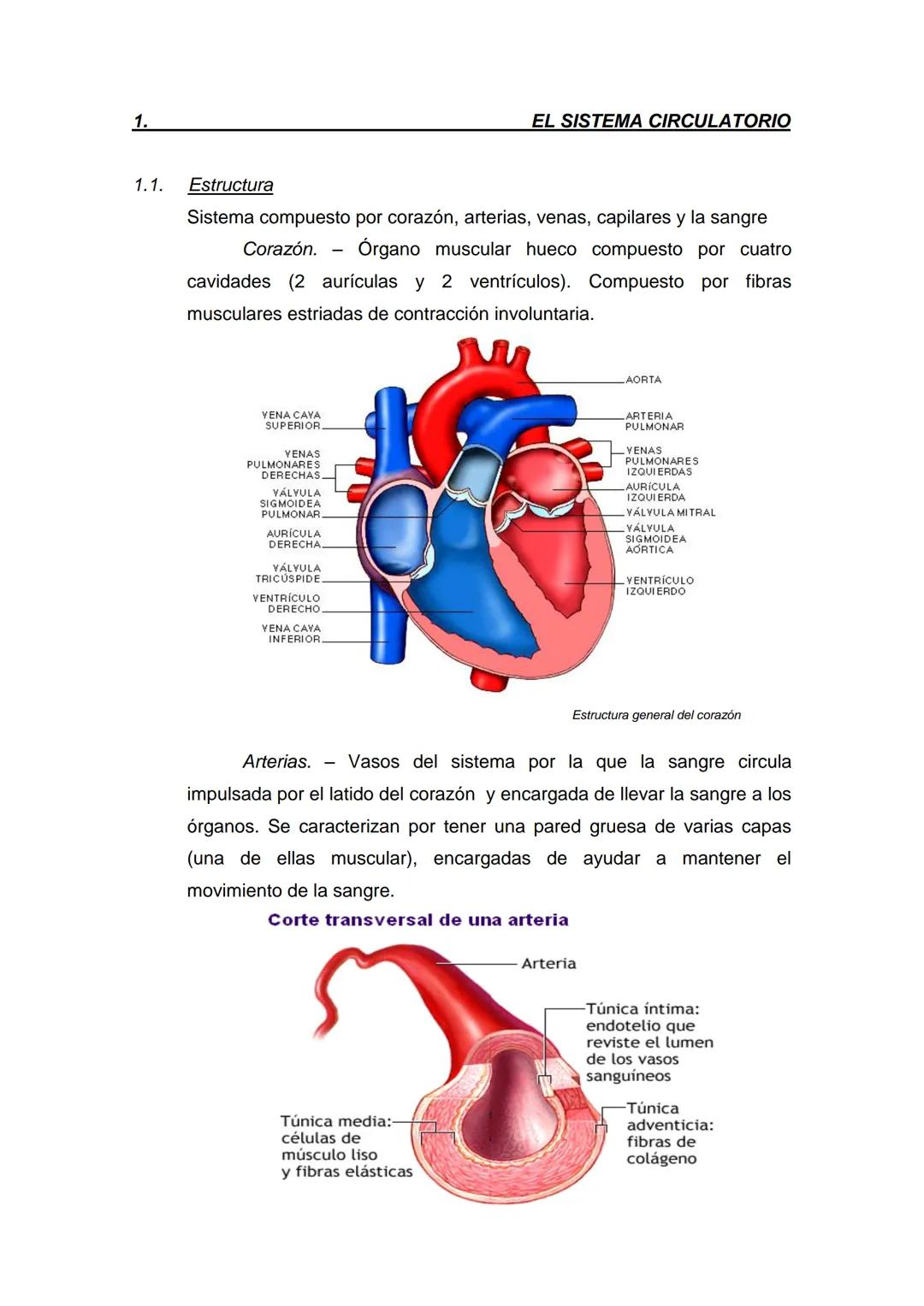 EL SISTEMA CARDIO - RESPIRATORIO
Como todas las capacidades del cuerpo, nuestro organismo depende de
la interacción de muchas de sus partes