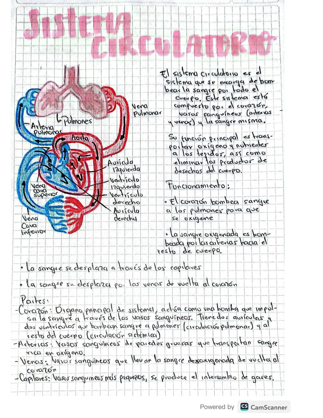 SISTEMA CIRCULATORIO