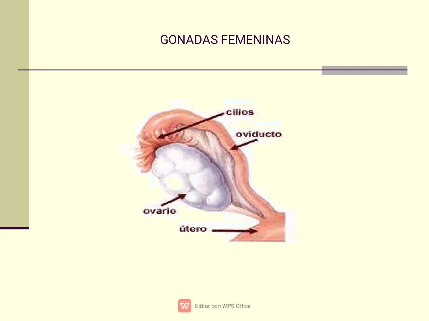 Culpar a los demás es un
truco muy sencillo...
...cuando no quiero asumir la
responsabilidad de mis
propios actos.
✔ Editar con WPS Office U