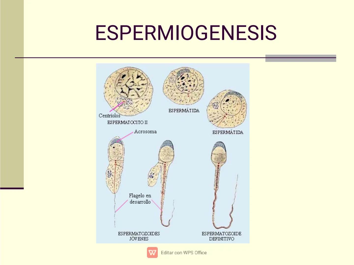 Culpar a los demás es un
truco muy sencillo...
...cuando no quiero asumir la
responsabilidad de mis
propios actos.
✔ Editar con WPS Office U