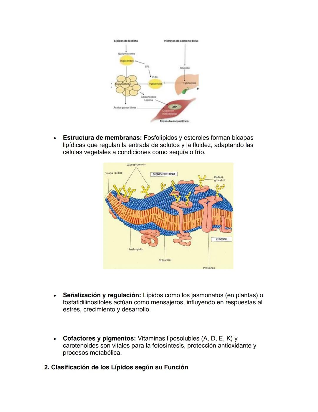 --- OCR Start ---
Bioquímica
1. Introducción a los Lípidos
UNIDAD: Lípidos
Los lípidos son biomoléculas esenciales caracterizadas por su ins