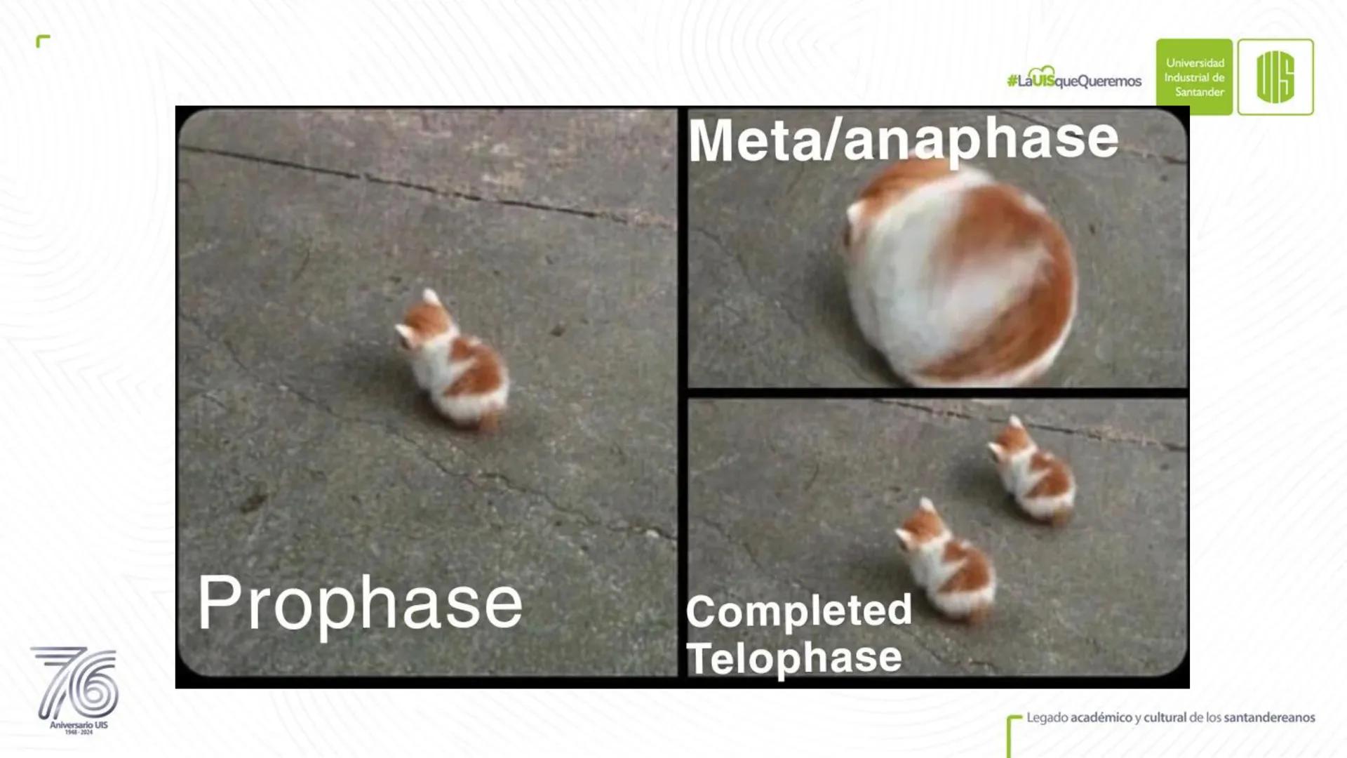 Universidad
Industrial de
Santander
76
Aniversario UIS
1948-2024
Legado académico y cultural
de los santandereanos
MECANISMOS DE DIVISIÓN
CE
