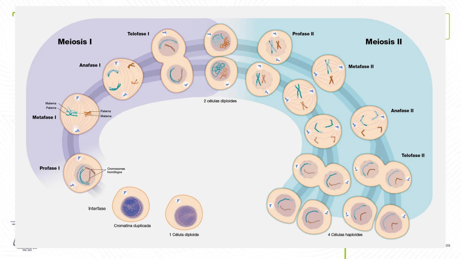 Universidad
Industrial de
Santander
76
Aniversario UIS
1948-2024
Legado académico y cultural
de los santandereanos
MECANISMOS DE DIVISIÓN
CE
