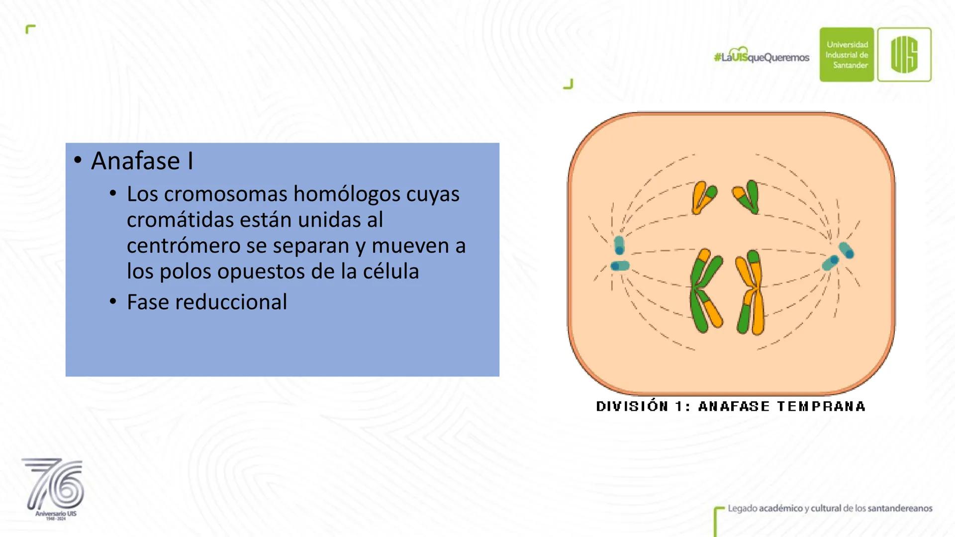 Universidad
Industrial de
Santander
76
Aniversario UIS
1948-2024
Legado académico y cultural
de los santandereanos
MECANISMOS DE DIVISIÓN
CE