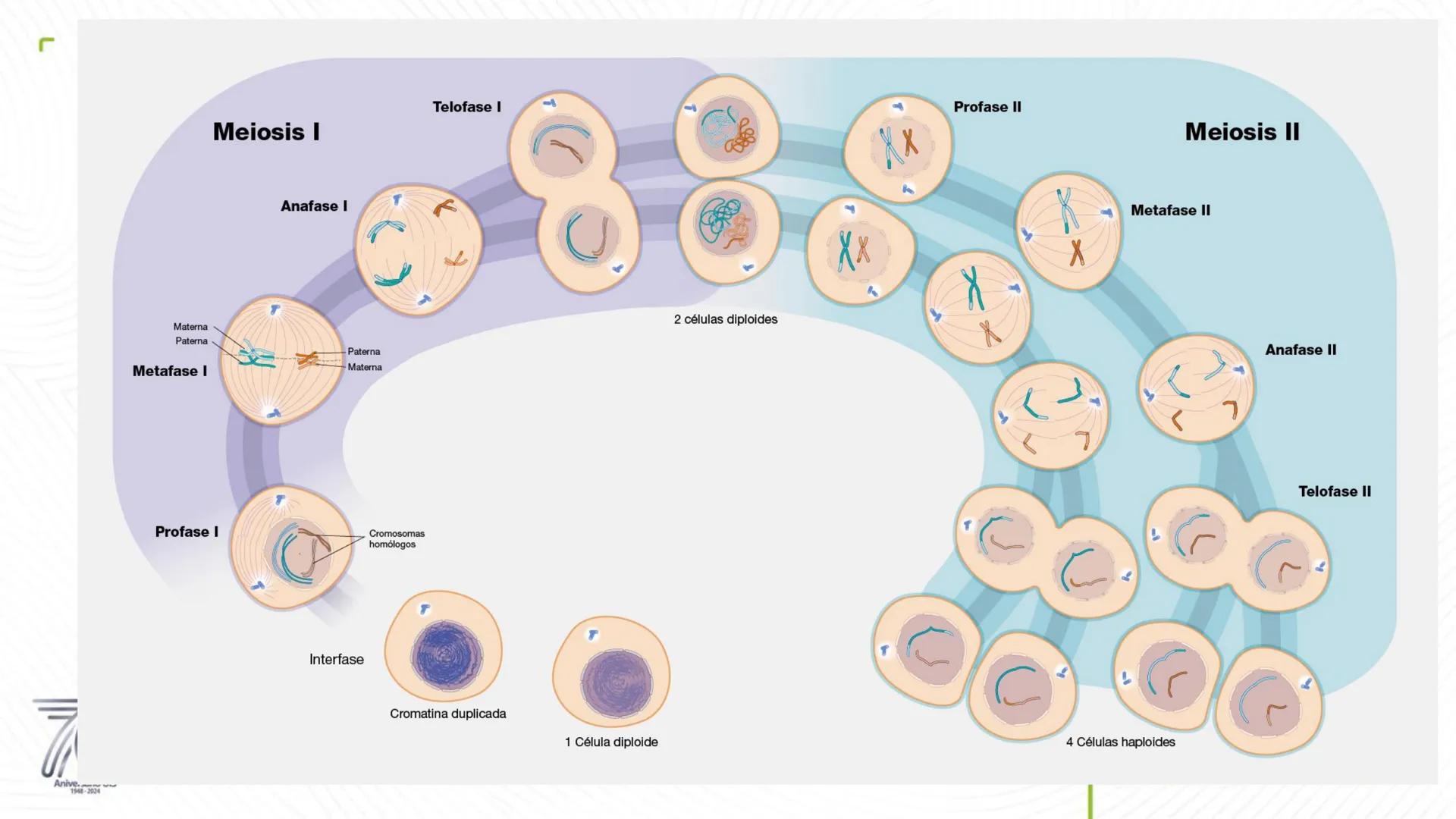 Universidad
Industrial de
Santander
76
Aniversario UIS
1948-2024
Legado académico y cultural
de los santandereanos
MECANISMOS DE DIVISIÓN
CE