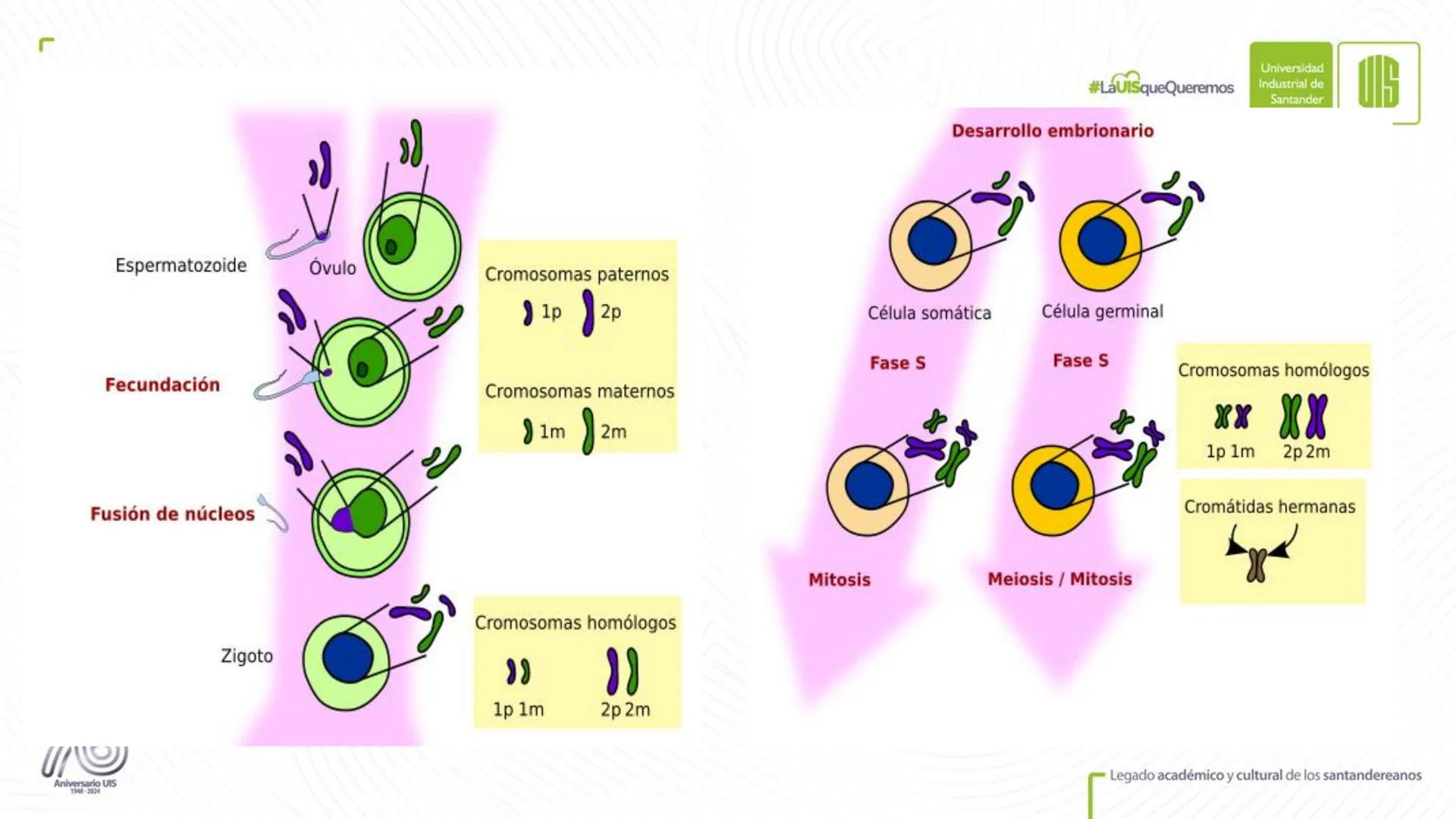 Universidad
Industrial de
Santander
76
Aniversario UIS
1948-2024
Legado académico y cultural
de los santandereanos
MECANISMOS DE DIVISIÓN
CE