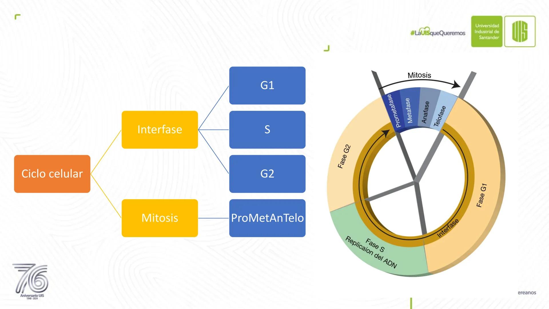 Universidad
Industrial de
Santander
76
Aniversario UIS
1948-2024
Legado académico y cultural
de los santandereanos
MECANISMOS DE DIVISIÓN
CE