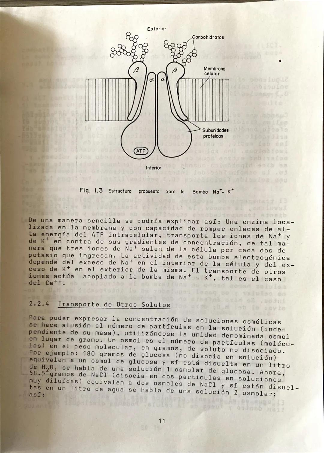--- OCR Start ---
ERITROCITO EN
SOLUCION HIPOTONICA
OSM 0.3 os/it.
ERITROCITO EN
SOLUCION ISOTONICA
OSM 0.3 os/It.
ERITROCITO EN
SOLUCION HI