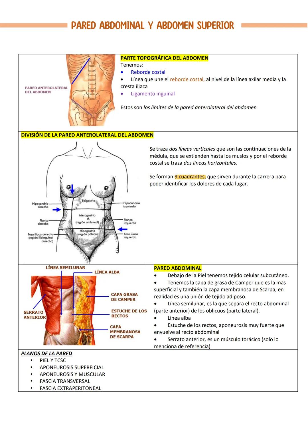 PARED ABDOMINAL Y ABDOMEN SUPERIOR