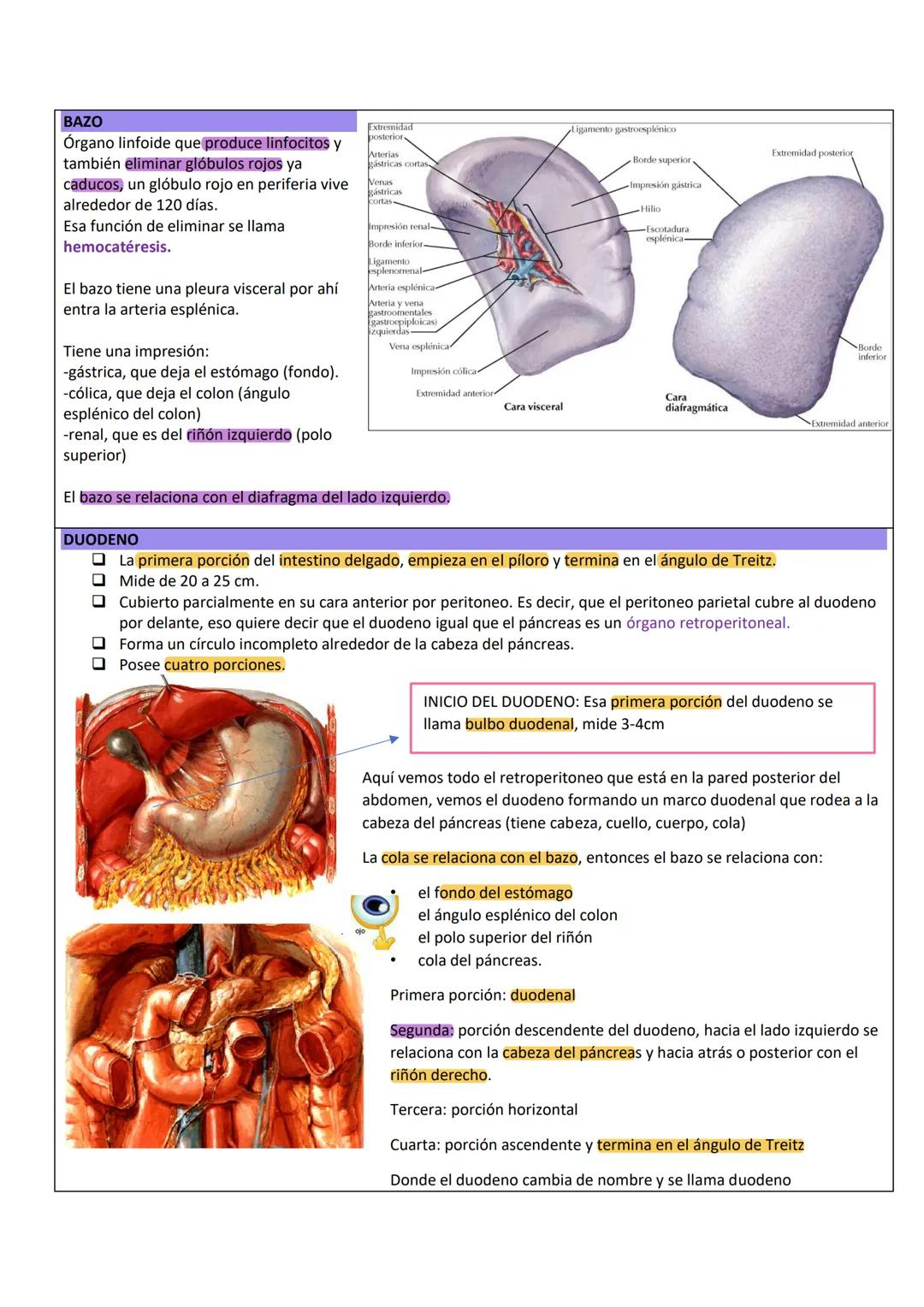 --- OCR Start ---
PARED ABDOMINAL Y ABDOMEN SUPERIOR
PARED ANTEROLATERAL
DEL ABDOMEN
PARTE TOPOGRÁFICA DEL ABDOMEN
Tenemos:
Reborde costal
L