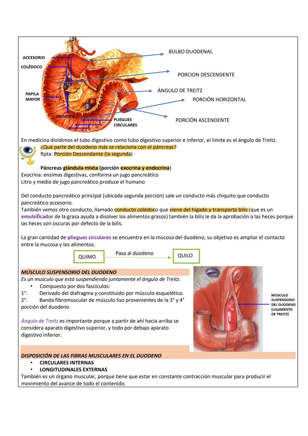 --- OCR Start ---
PARED ABDOMINAL Y ABDOMEN SUPERIOR
PARED ANTEROLATERAL
DEL ABDOMEN
PARTE TOPOGRÁFICA DEL ABDOMEN
Tenemos:
Reborde costal
L