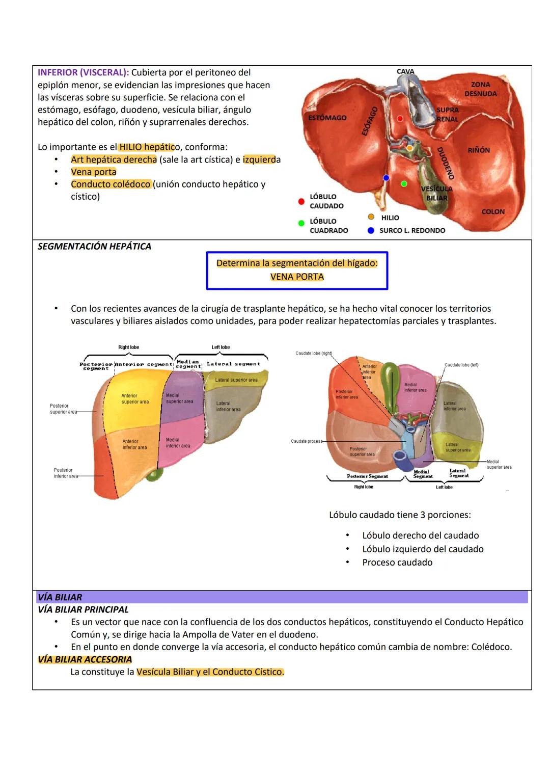 --- OCR Start ---
PARED ABDOMINAL Y ABDOMEN SUPERIOR
PARED ANTEROLATERAL
DEL ABDOMEN
PARTE TOPOGRÁFICA DEL ABDOMEN
Tenemos:
Reborde costal
L
