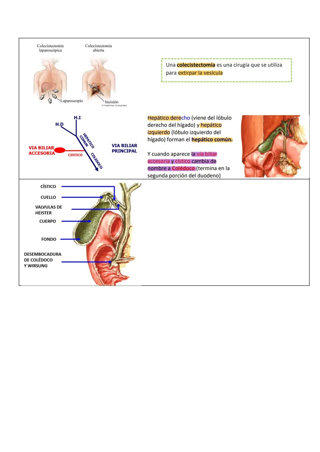 --- OCR Start ---
PARED ABDOMINAL Y ABDOMEN SUPERIOR
PARED ANTEROLATERAL
DEL ABDOMEN
PARTE TOPOGRÁFICA DEL ABDOMEN
Tenemos:
Reborde costal
L