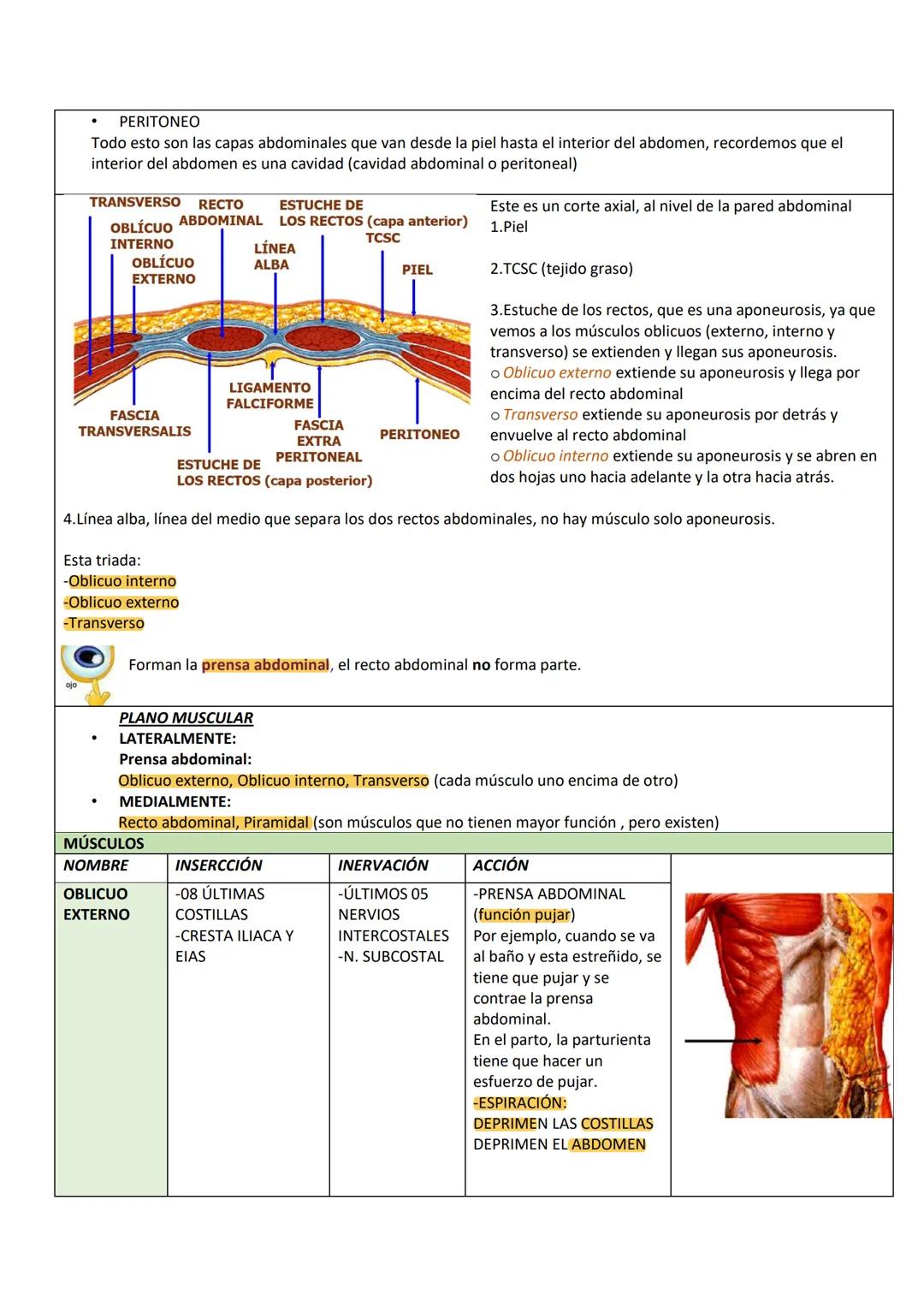 --- OCR Start ---
PARED ABDOMINAL Y ABDOMEN SUPERIOR
PARED ANTEROLATERAL
DEL ABDOMEN
PARTE TOPOGRÁFICA DEL ABDOMEN
Tenemos:
Reborde costal
L