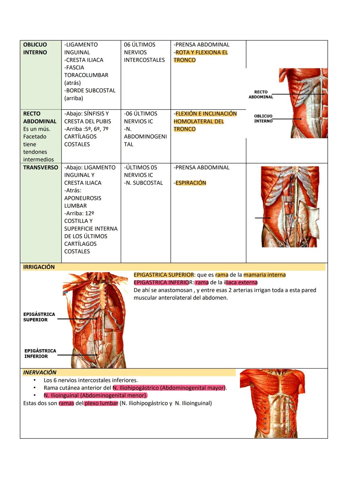 --- OCR Start ---
PARED ABDOMINAL Y ABDOMEN SUPERIOR
PARED ANTEROLATERAL
DEL ABDOMEN
PARTE TOPOGRÁFICA DEL ABDOMEN
Tenemos:
Reborde costal
L