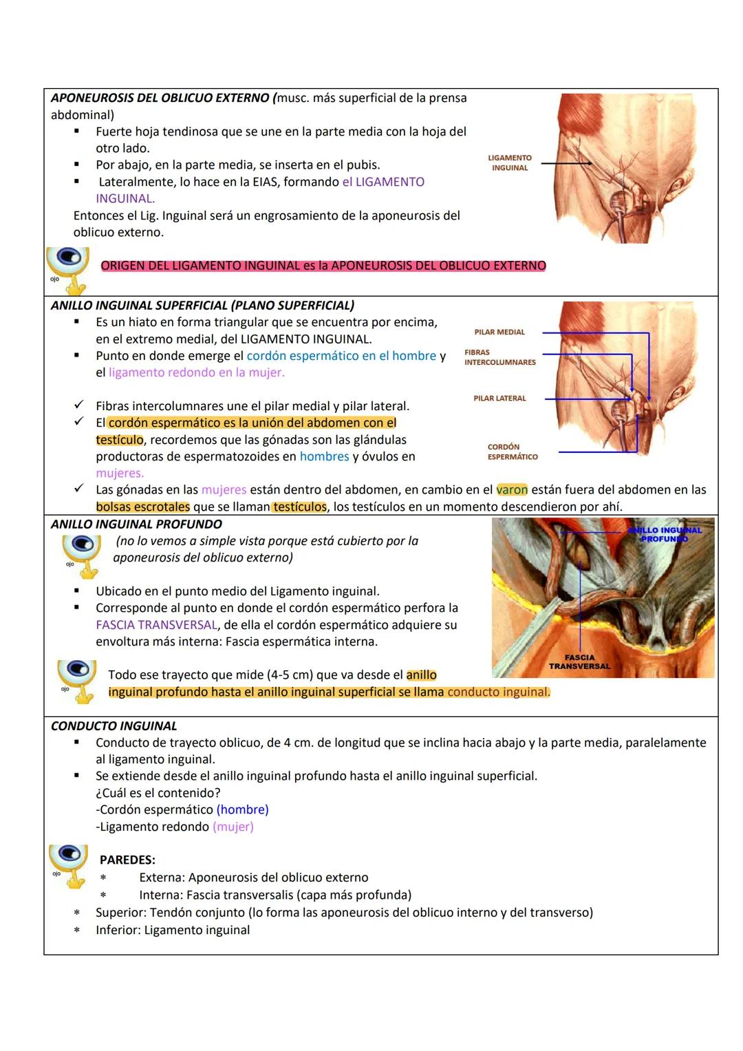 --- OCR Start ---
PARED ABDOMINAL Y ABDOMEN SUPERIOR
PARED ANTEROLATERAL
DEL ABDOMEN
PARTE TOPOGRÁFICA DEL ABDOMEN
Tenemos:
Reborde costal
L