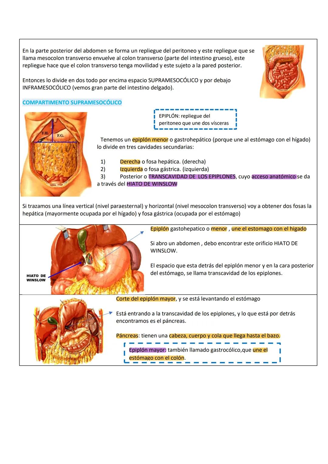 --- OCR Start ---
PARED ABDOMINAL Y ABDOMEN SUPERIOR
PARED ANTEROLATERAL
DEL ABDOMEN
PARTE TOPOGRÁFICA DEL ABDOMEN
Tenemos:
Reborde costal
L