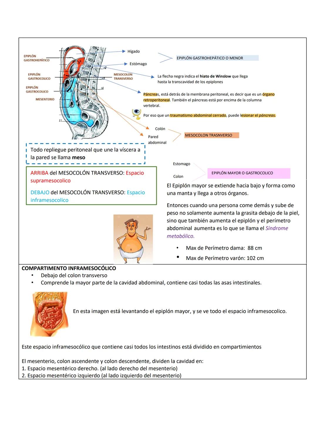 --- OCR Start ---
PARED ABDOMINAL Y ABDOMEN SUPERIOR
PARED ANTEROLATERAL
DEL ABDOMEN
PARTE TOPOGRÁFICA DEL ABDOMEN
Tenemos:
Reborde costal
L