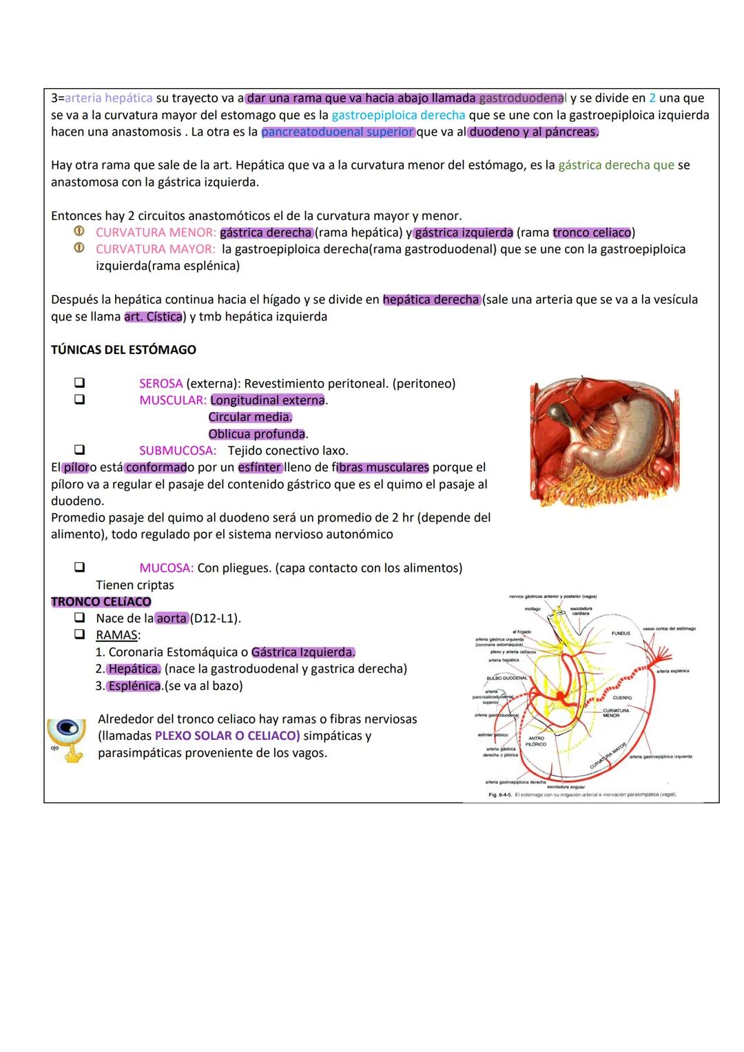 --- OCR Start ---
PARED ABDOMINAL Y ABDOMEN SUPERIOR
PARED ANTEROLATERAL
DEL ABDOMEN
PARTE TOPOGRÁFICA DEL ABDOMEN
Tenemos:
Reborde costal
L