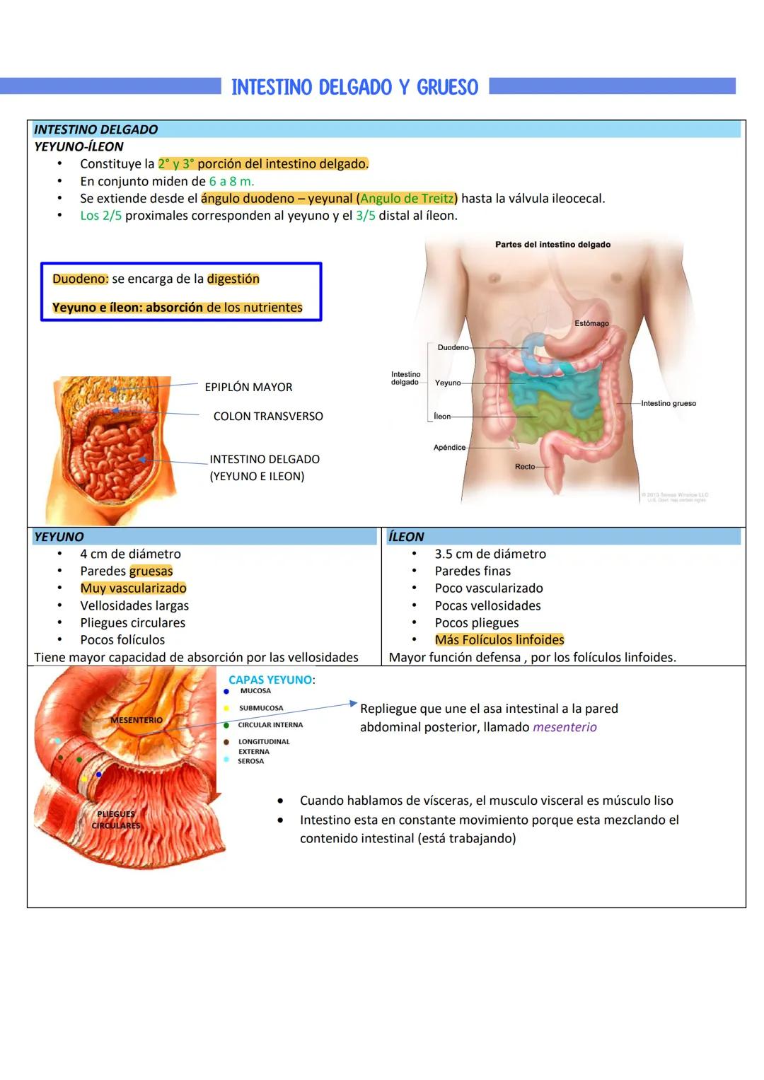 Intestino delgado y grueso