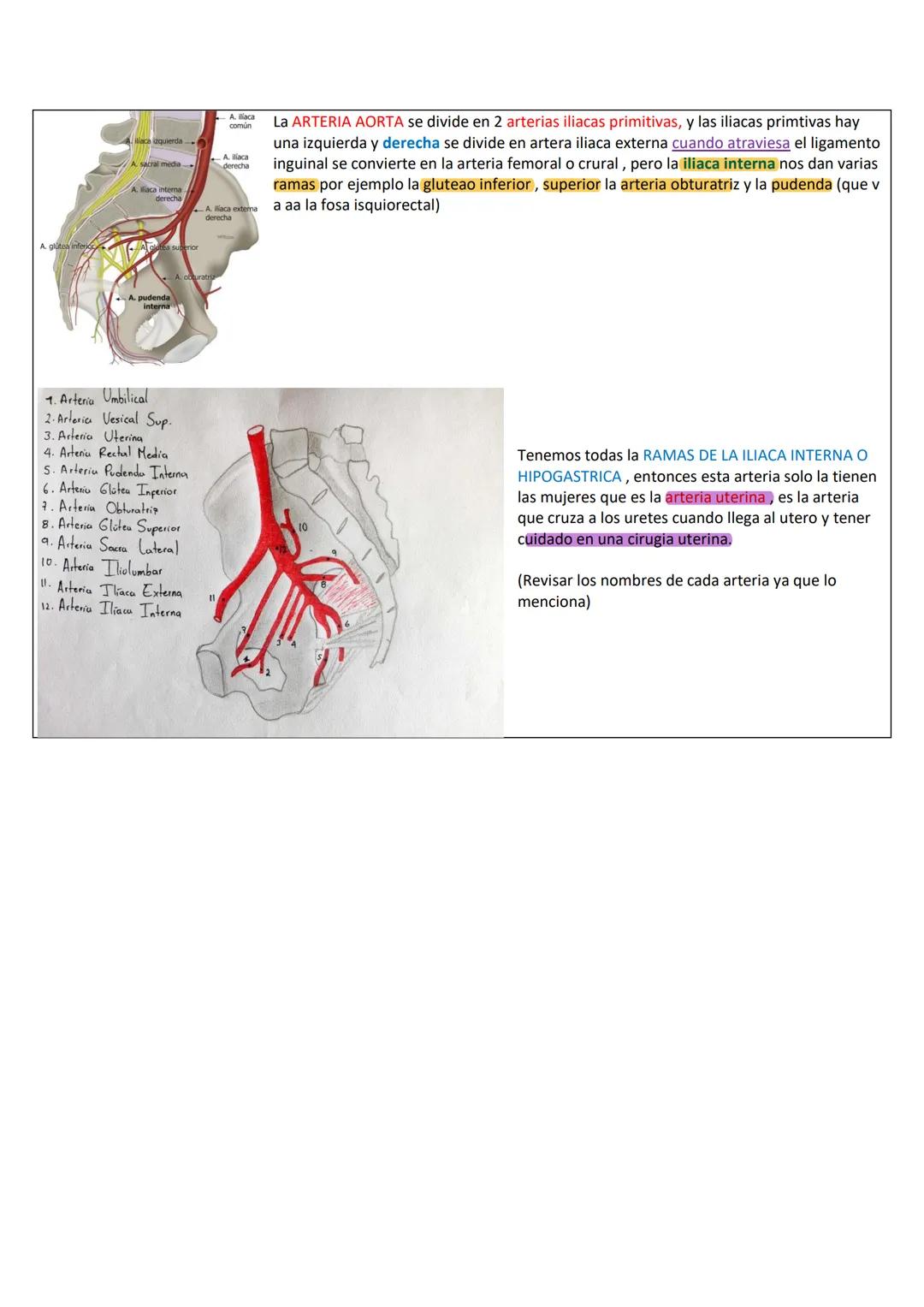 PERINÉ
Lo más importante son las relaciones de los órganos con los otros:
Énfasis:
* relación duodeno con el riñón derecho
* La cola del pán