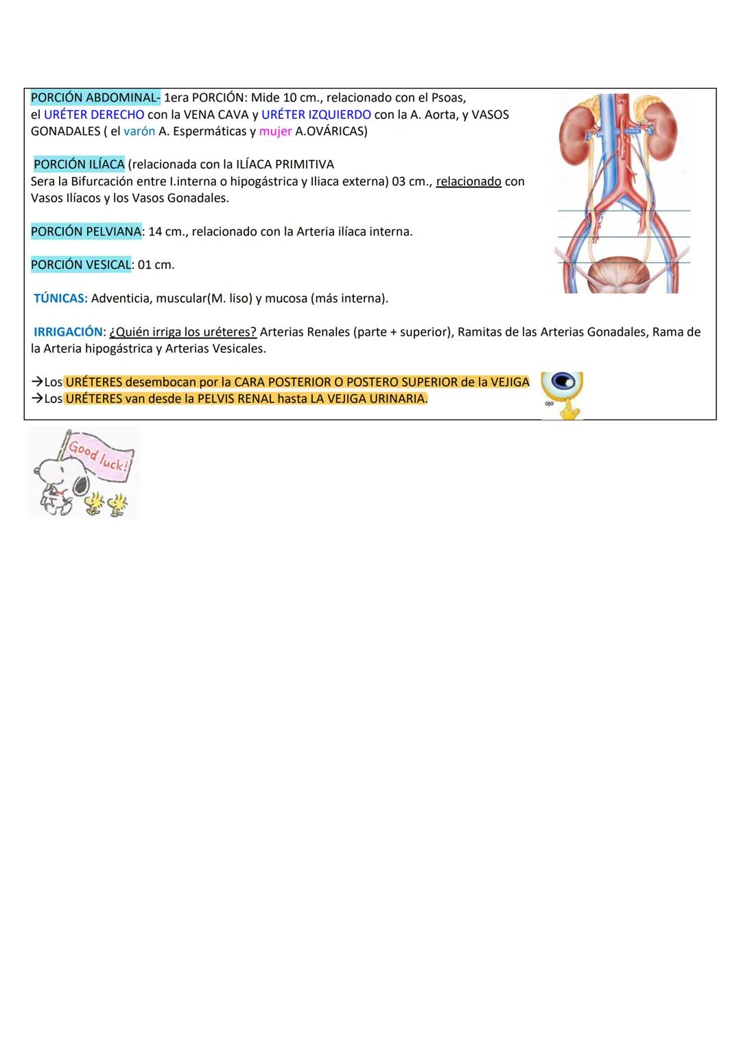 --- OCR Start ---
RETROPERITOΝΕΟ
LÍMITES DE LA PARED PÓSTERO-LATERAL DEL ABDOMEN
SUPERIOR: Borde inferior de 10°-12° costilla.
INFERIOR: Cre