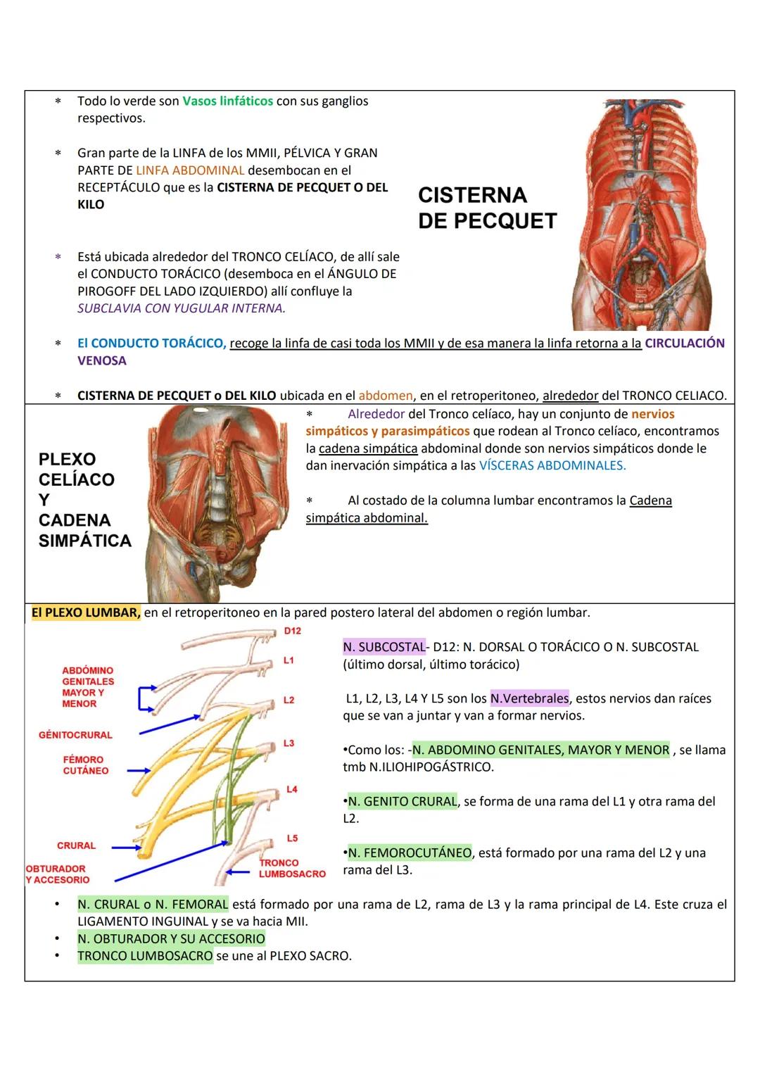 --- OCR Start ---
RETROPERITOΝΕΟ
LÍMITES DE LA PARED PÓSTERO-LATERAL DEL ABDOMEN
SUPERIOR: Borde inferior de 10°-12° costilla.
INFERIOR: Cre