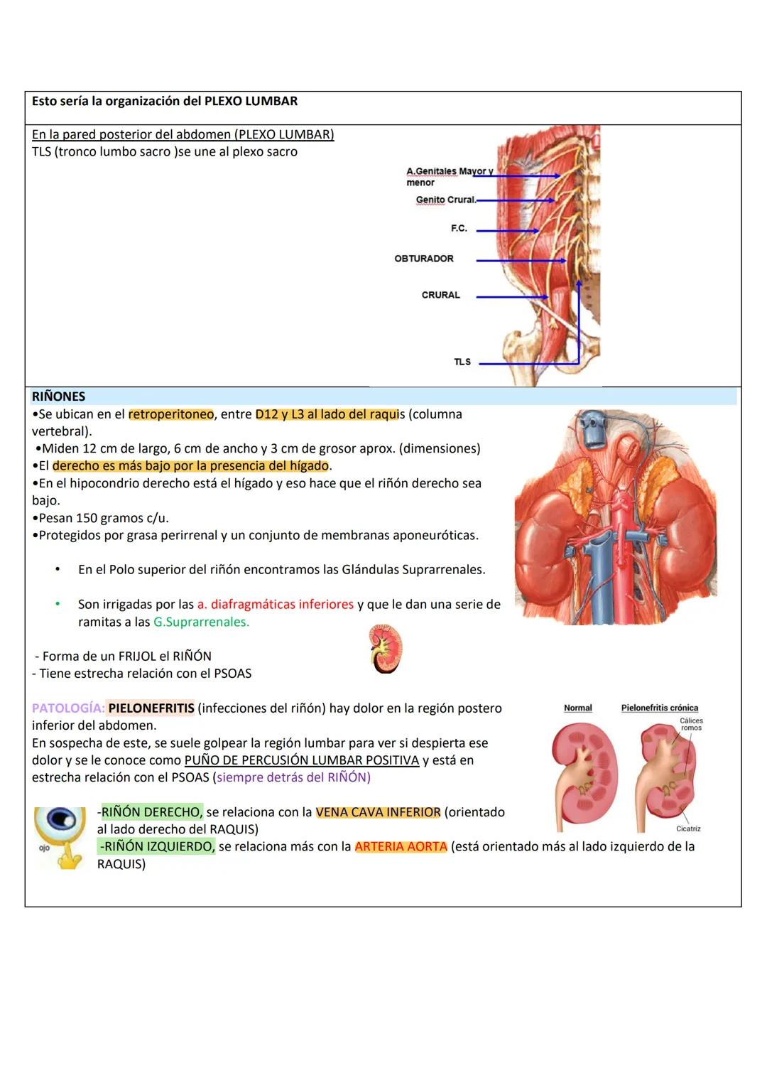 --- OCR Start ---
RETROPERITOΝΕΟ
LÍMITES DE LA PARED PÓSTERO-LATERAL DEL ABDOMEN
SUPERIOR: Borde inferior de 10°-12° costilla.
INFERIOR: Cre