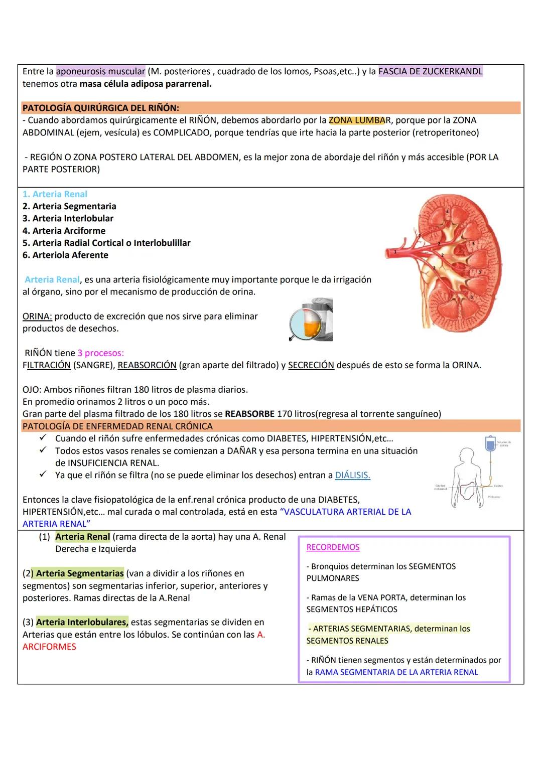 --- OCR Start ---
RETROPERITOΝΕΟ
LÍMITES DE LA PARED PÓSTERO-LATERAL DEL ABDOMEN
SUPERIOR: Borde inferior de 10°-12° costilla.
INFERIOR: Cre