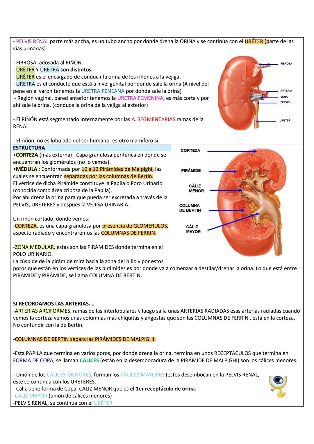 --- OCR Start ---
RETROPERITOΝΕΟ
LÍMITES DE LA PARED PÓSTERO-LATERAL DEL ABDOMEN
SUPERIOR: Borde inferior de 10°-12° costilla.
INFERIOR: Cre