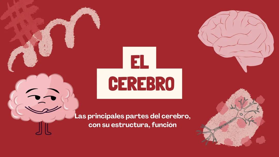 El cerebro
