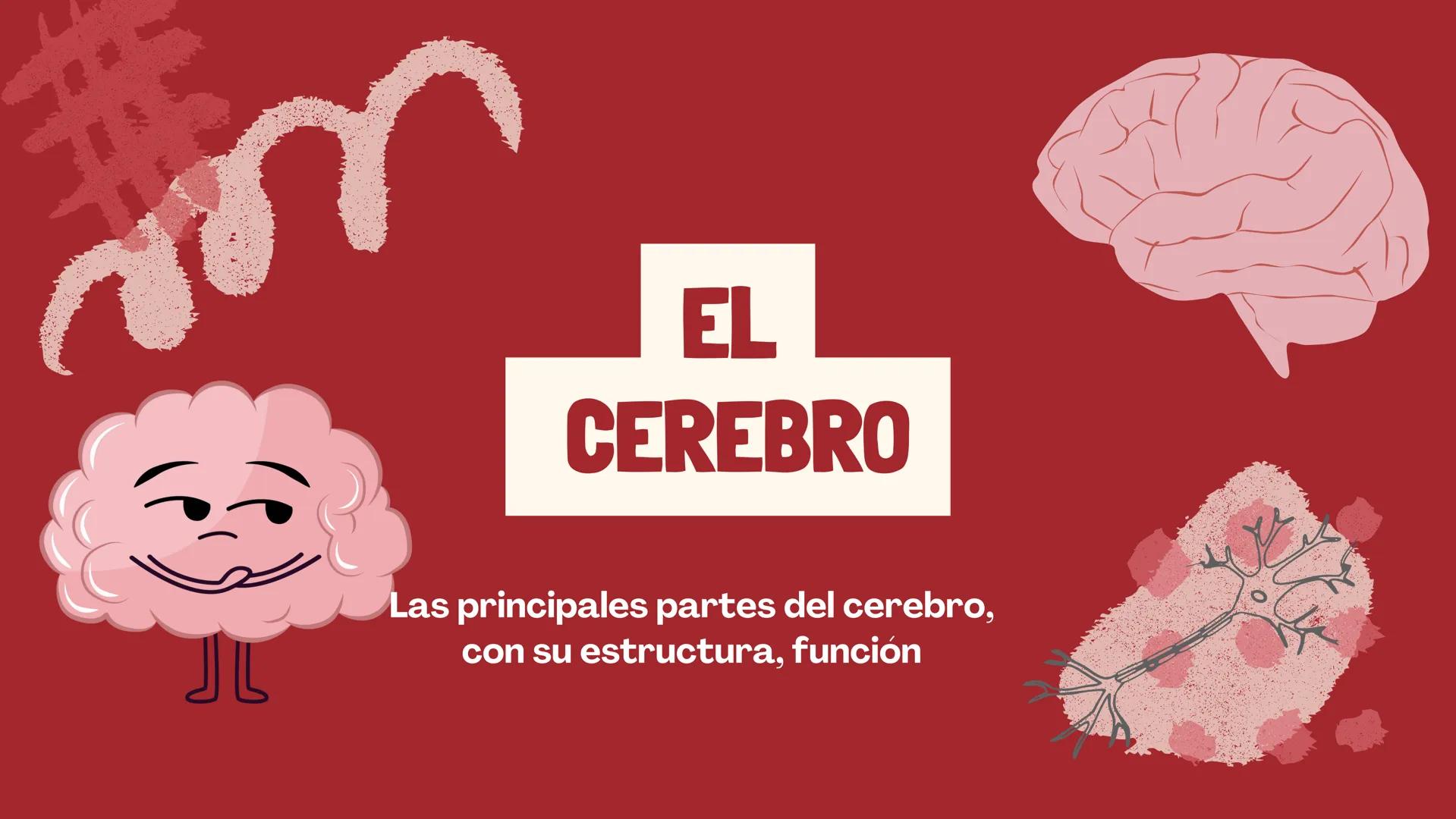 # EL
# CEREBRO
Las principales partes del cerebro,
con su estructura, función ## ¿CUÁLES SON LAS FUNCIONES DEL
CEREBRO?
El cerebro contro