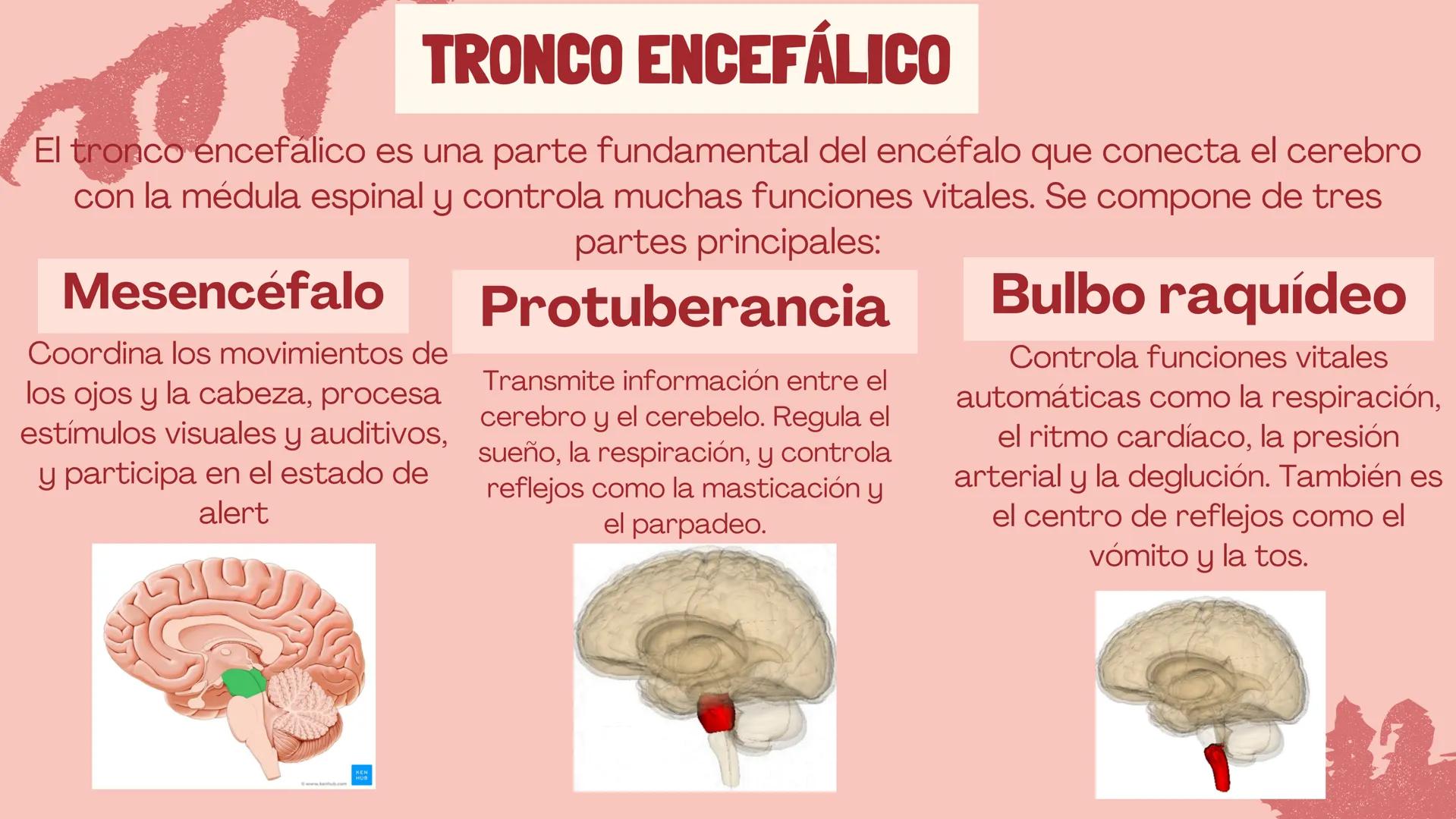# EL
# CEREBRO
Las principales partes del cerebro,
con su estructura, función ## ¿CUÁLES SON LAS FUNCIONES DEL
CEREBRO?
El cerebro contro