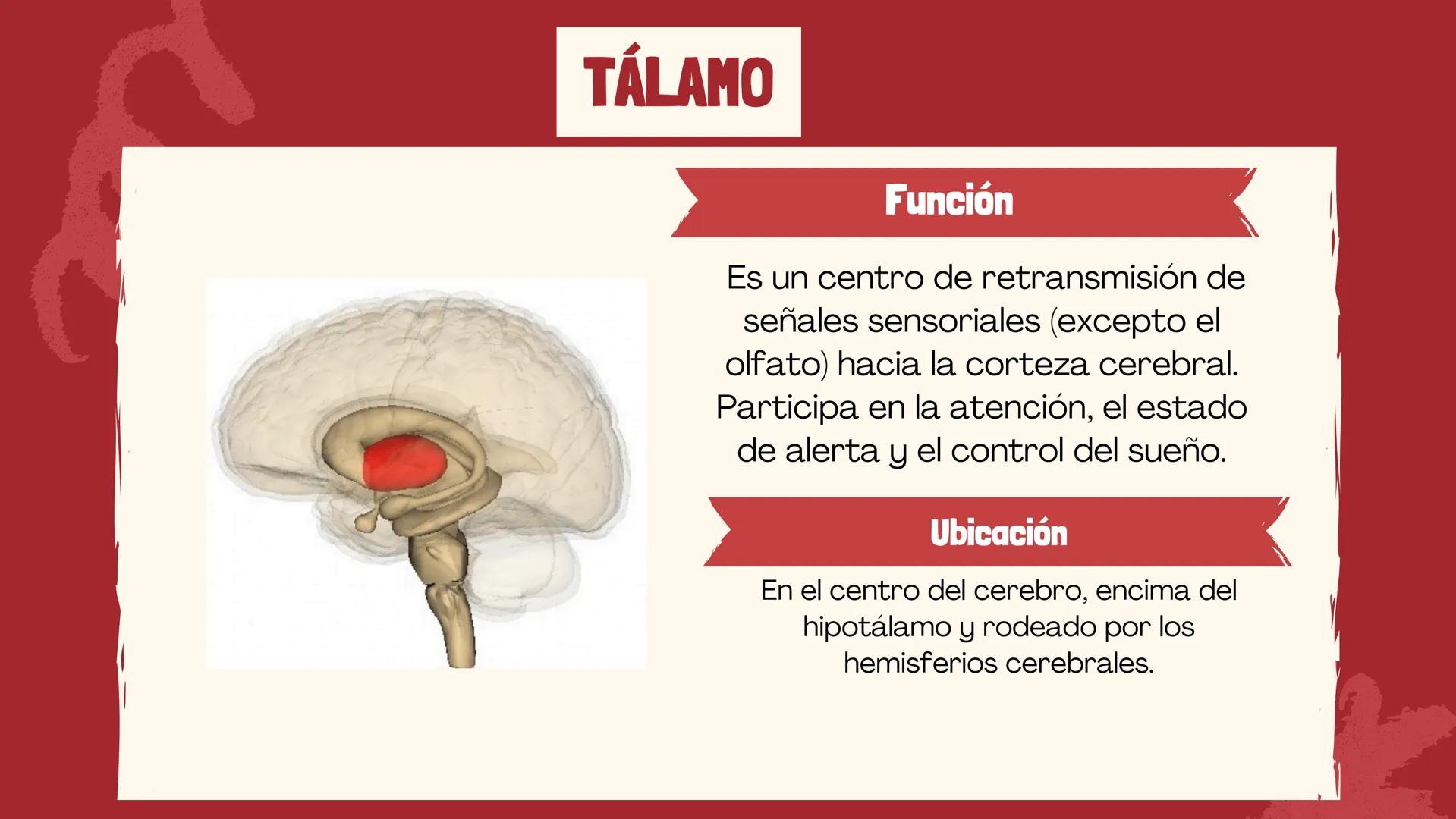 # EL
# CEREBRO
Las principales partes del cerebro,
con su estructura, función ## ¿CUÁLES SON LAS FUNCIONES DEL
CEREBRO?
El cerebro contro