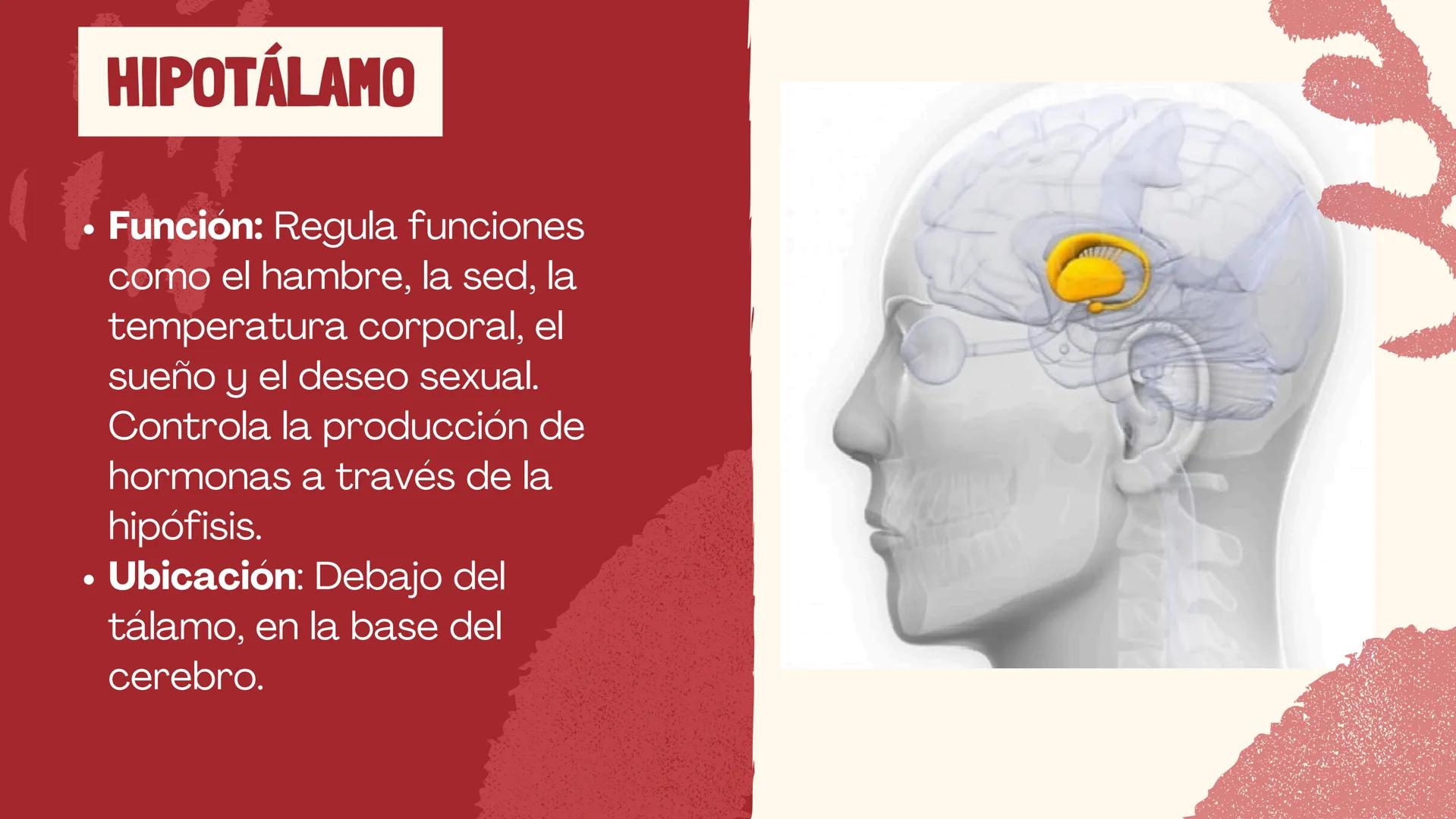 # EL
# CEREBRO
Las principales partes del cerebro,
con su estructura, función ## ¿CUÁLES SON LAS FUNCIONES DEL
CEREBRO?
El cerebro contro