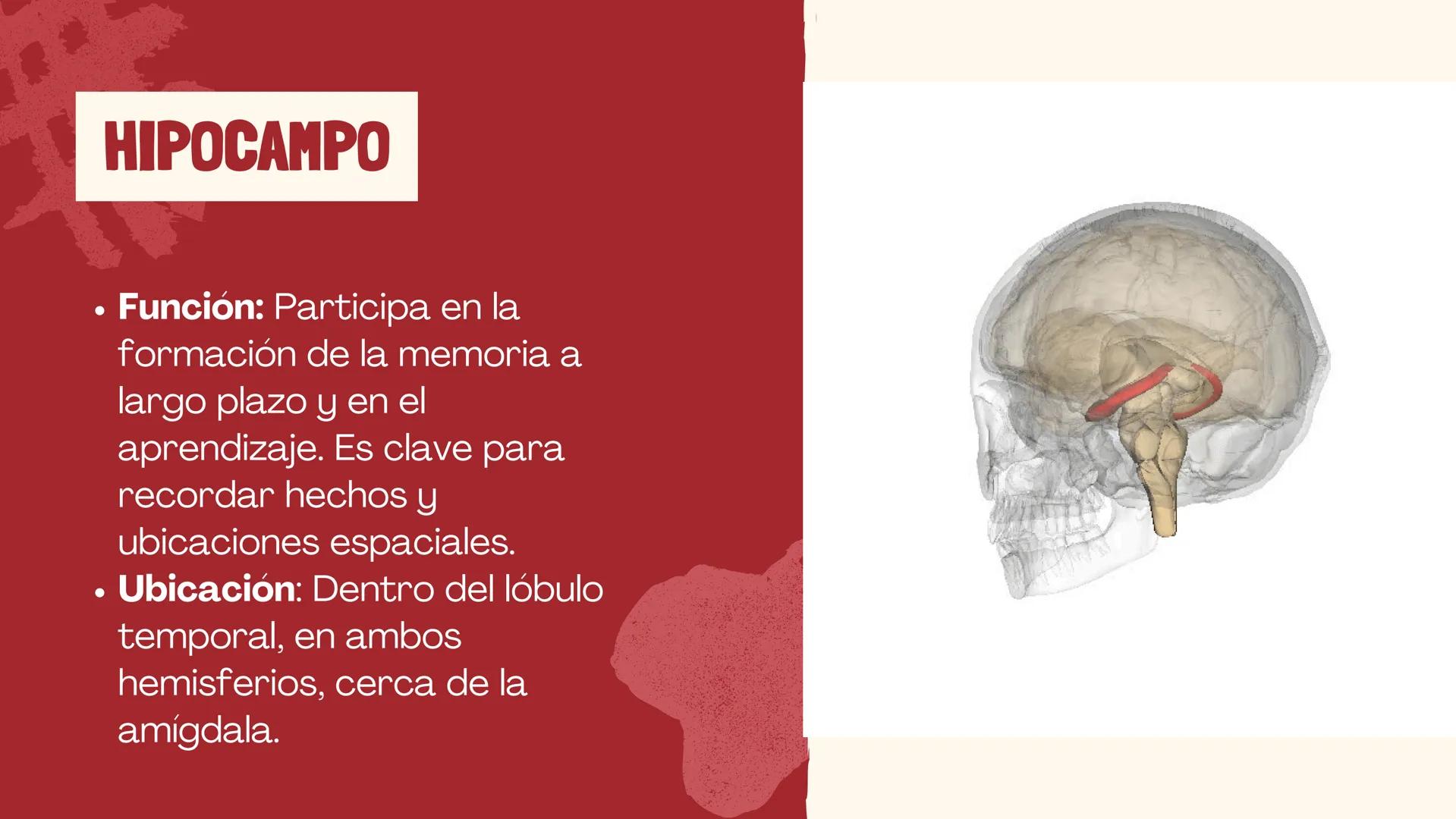 # EL
# CEREBRO
Las principales partes del cerebro,
con su estructura, función ## ¿CUÁLES SON LAS FUNCIONES DEL
CEREBRO?
El cerebro contro