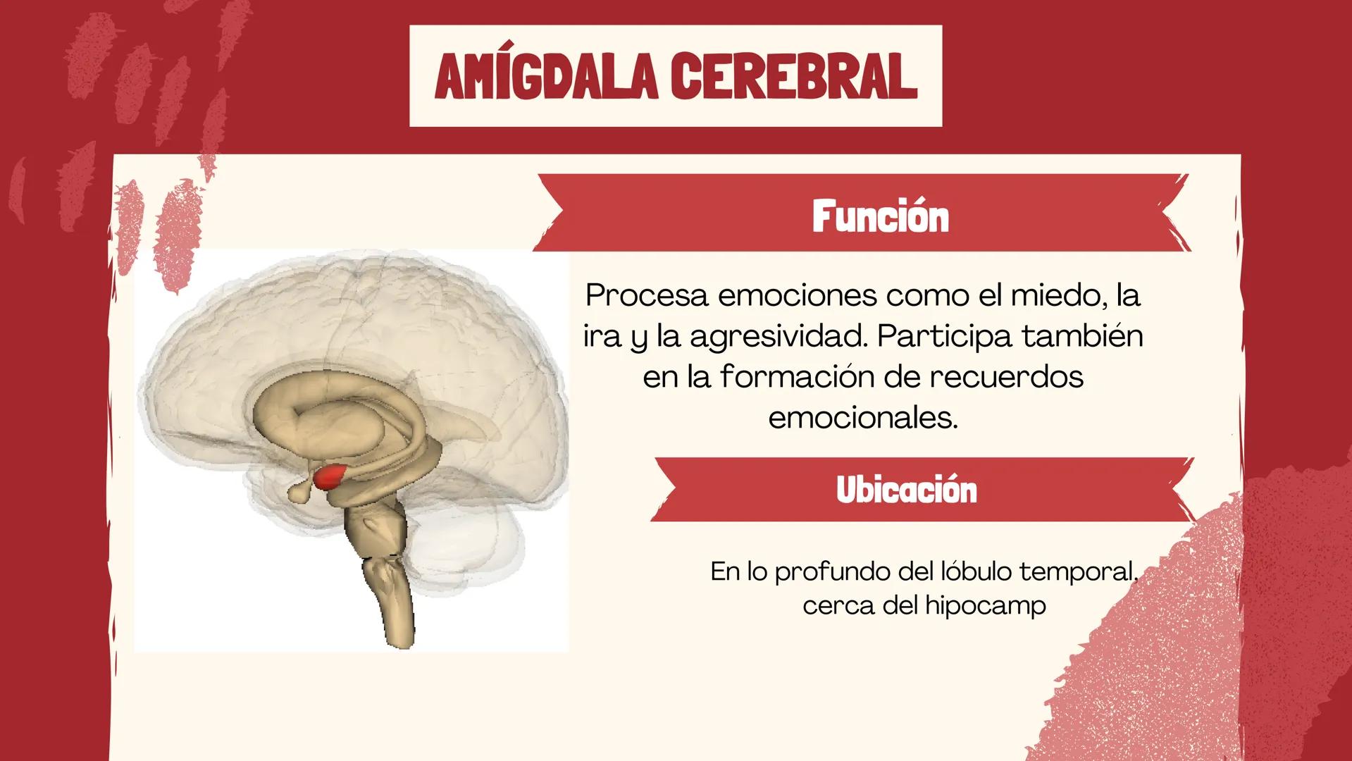# EL
# CEREBRO
Las principales partes del cerebro,
con su estructura, función ## ¿CUÁLES SON LAS FUNCIONES DEL
CEREBRO?
El cerebro contro