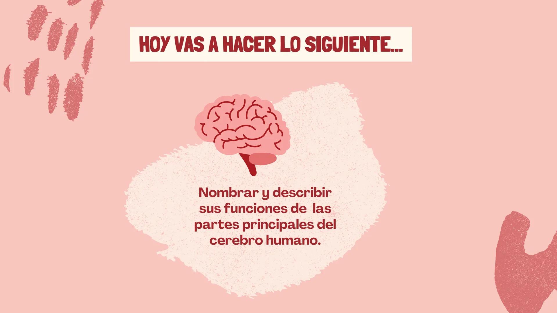 # EL
# CEREBRO
Las principales partes del cerebro,
con su estructura, función ## ¿CUÁLES SON LAS FUNCIONES DEL
CEREBRO?
El cerebro contro